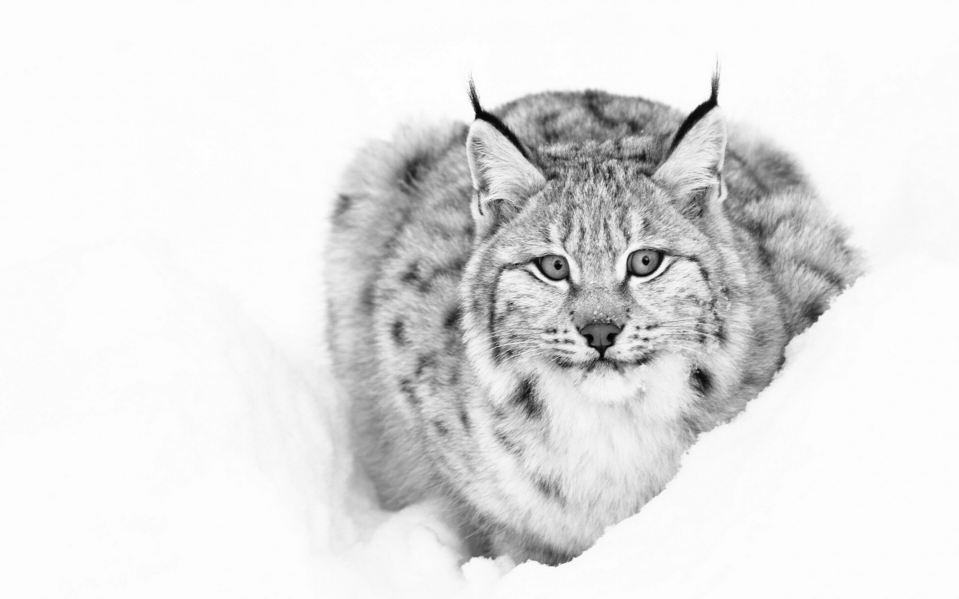 Téléchargez des papiers peints mobile Animaux, Chats, Lynx, Neiger, Noir & Blanc gratuitement.