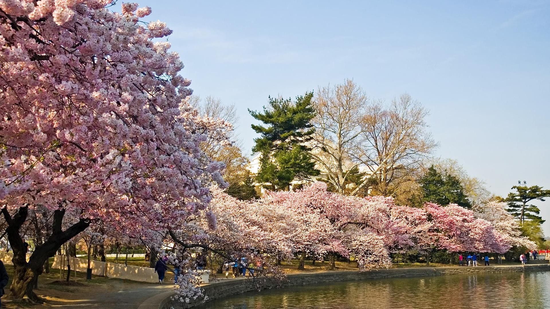無料モバイル壁紙木, 花, 公園, 池, 春, 写真撮影, ピンクの花をダウンロードします。