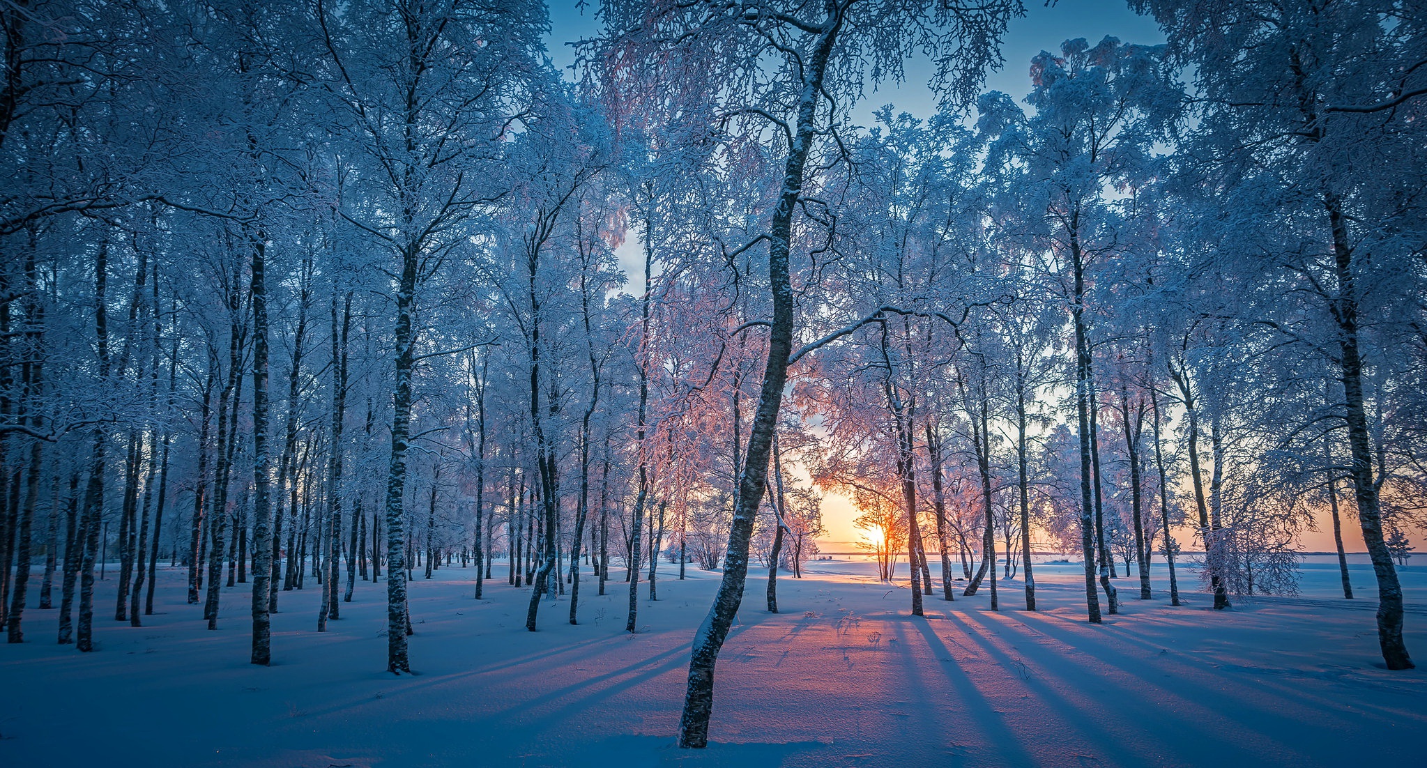Free download wallpaper Winter, Nature, Snow, Forest, Sunrise, Earth on your PC desktop