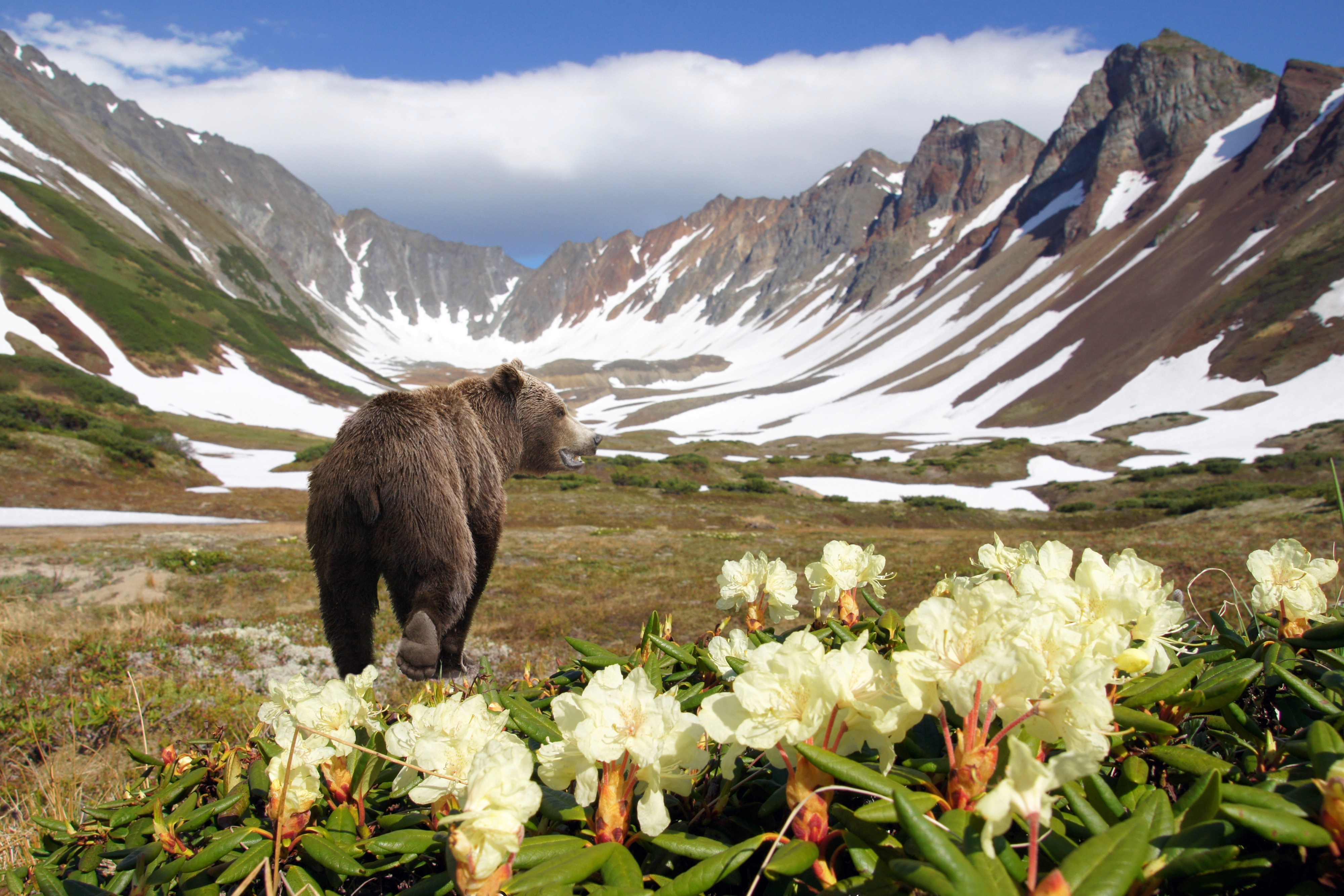 496513 Bild herunterladen tiere, grizzlybär, grizzly, bären - Hintergrundbilder und Bildschirmschoner kostenlos