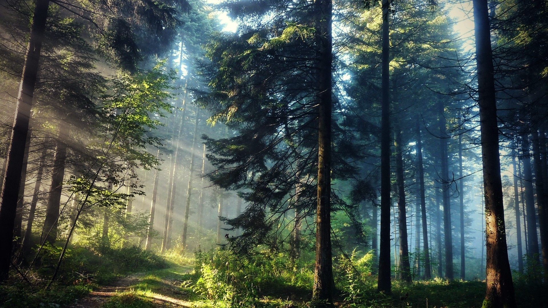 Download mobile wallpaper Forest, Earth for free.