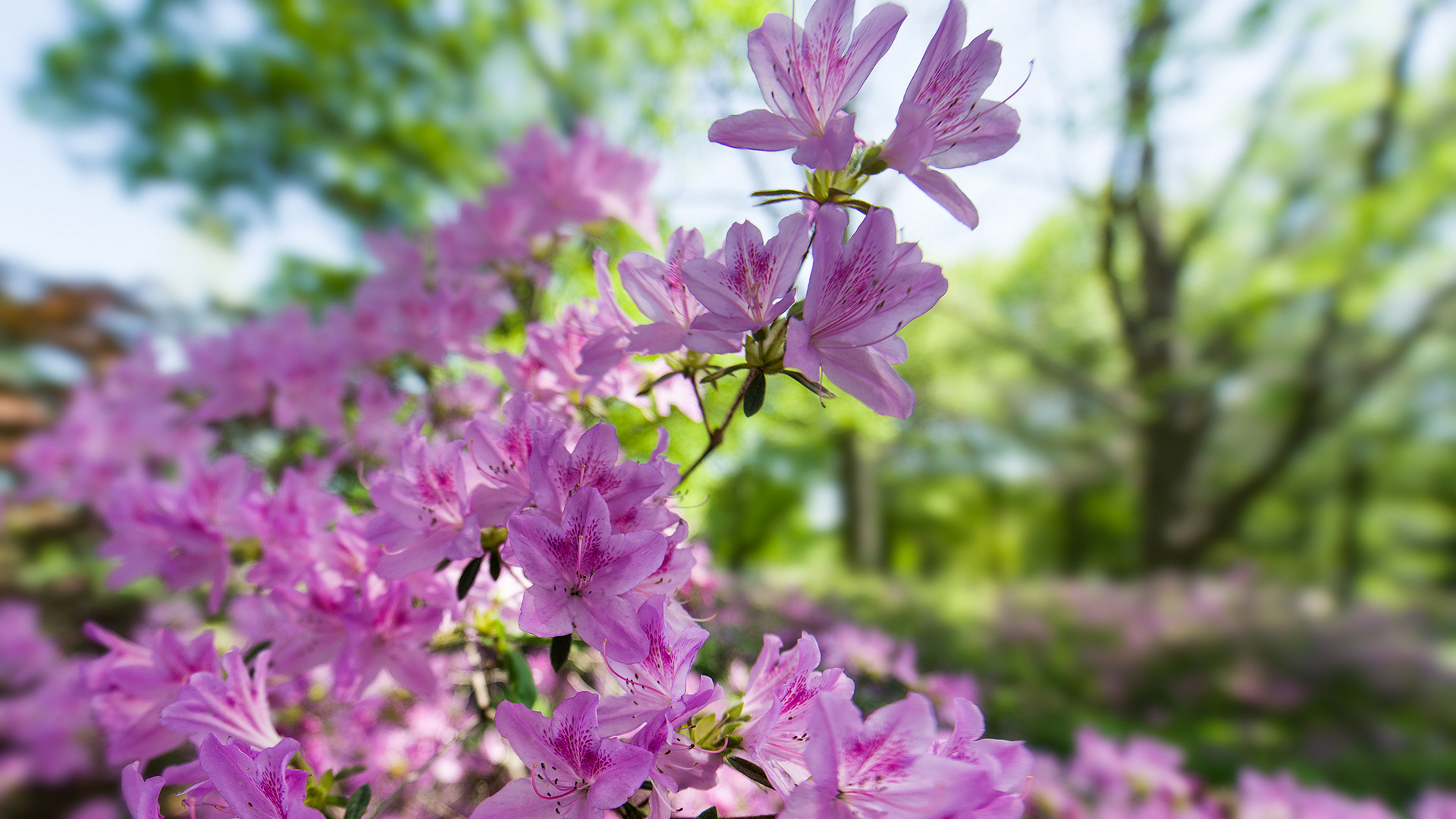 Laden Sie das Natur, Blumen, Blume, Blüte, Erde/natur-Bild kostenlos auf Ihren PC-Desktop herunter