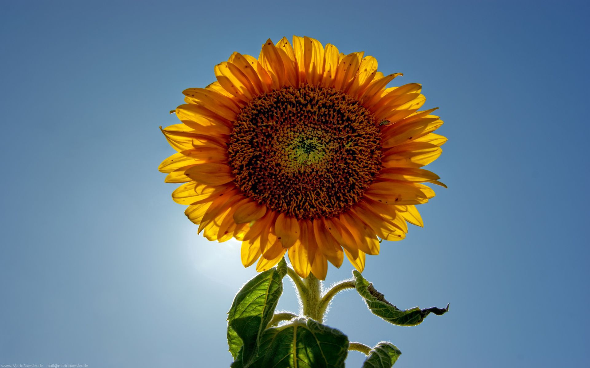 flowers, sky, plant, sunflower, sunny, solar