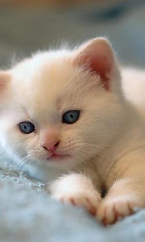 Download mobile wallpaper Cats, Cat, Kitten, Animal, Baby Animal for free.