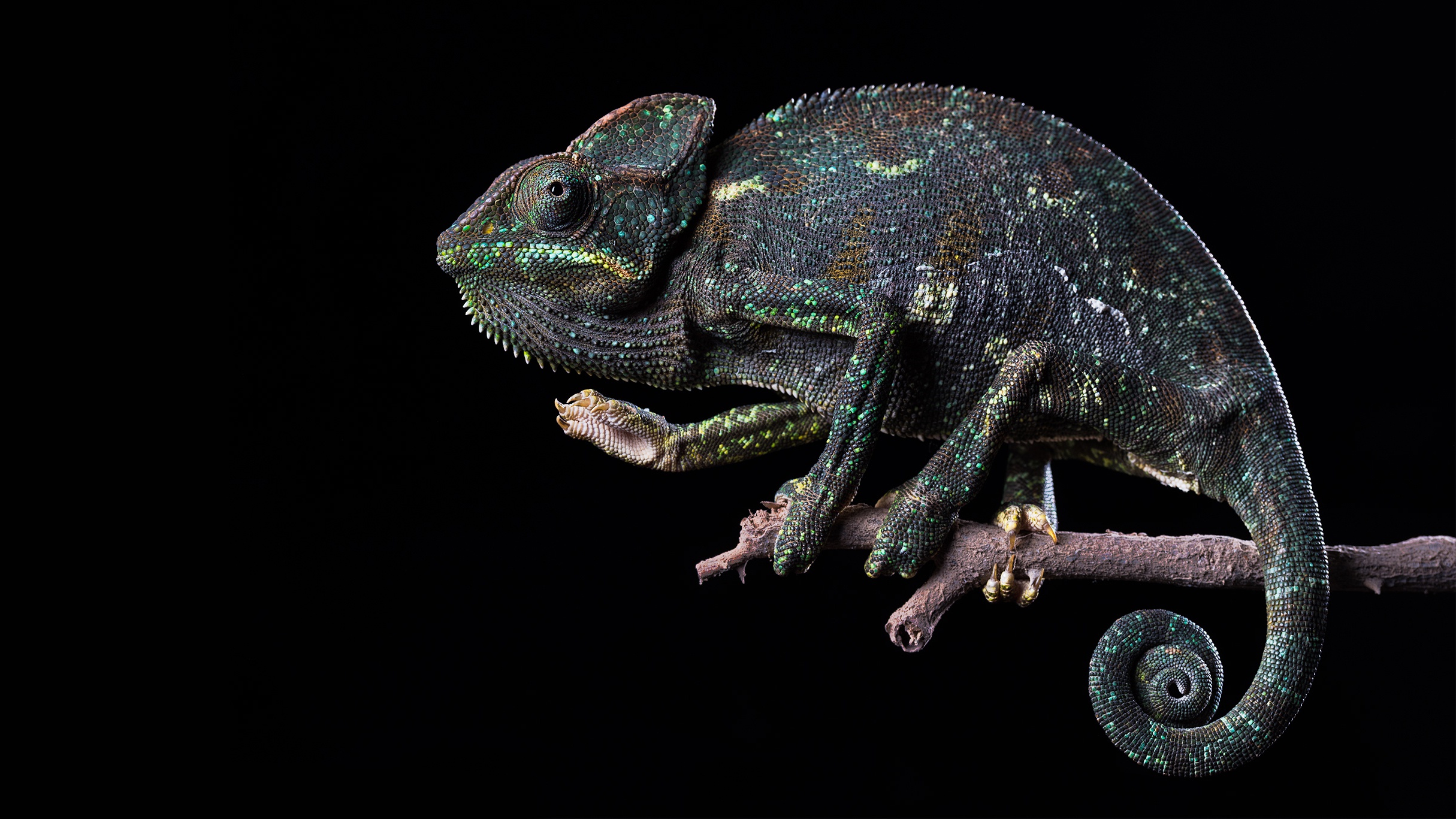 Free download wallpaper Animal, Chameleon, Reptiles on your PC desktop