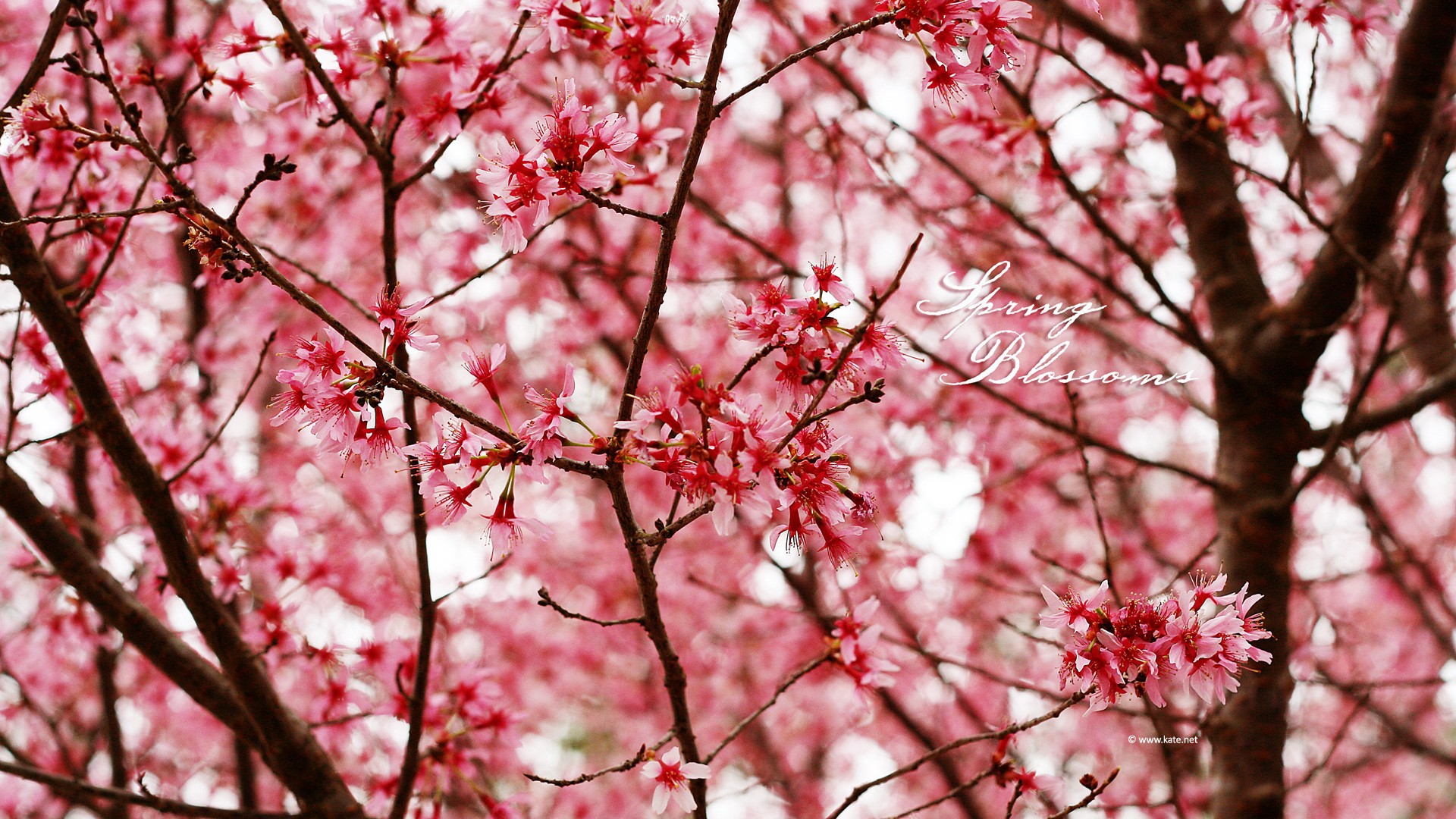 Free download wallpaper Flowers, Branch, Earth, Spring, Blossom, Pink Flower on your PC desktop