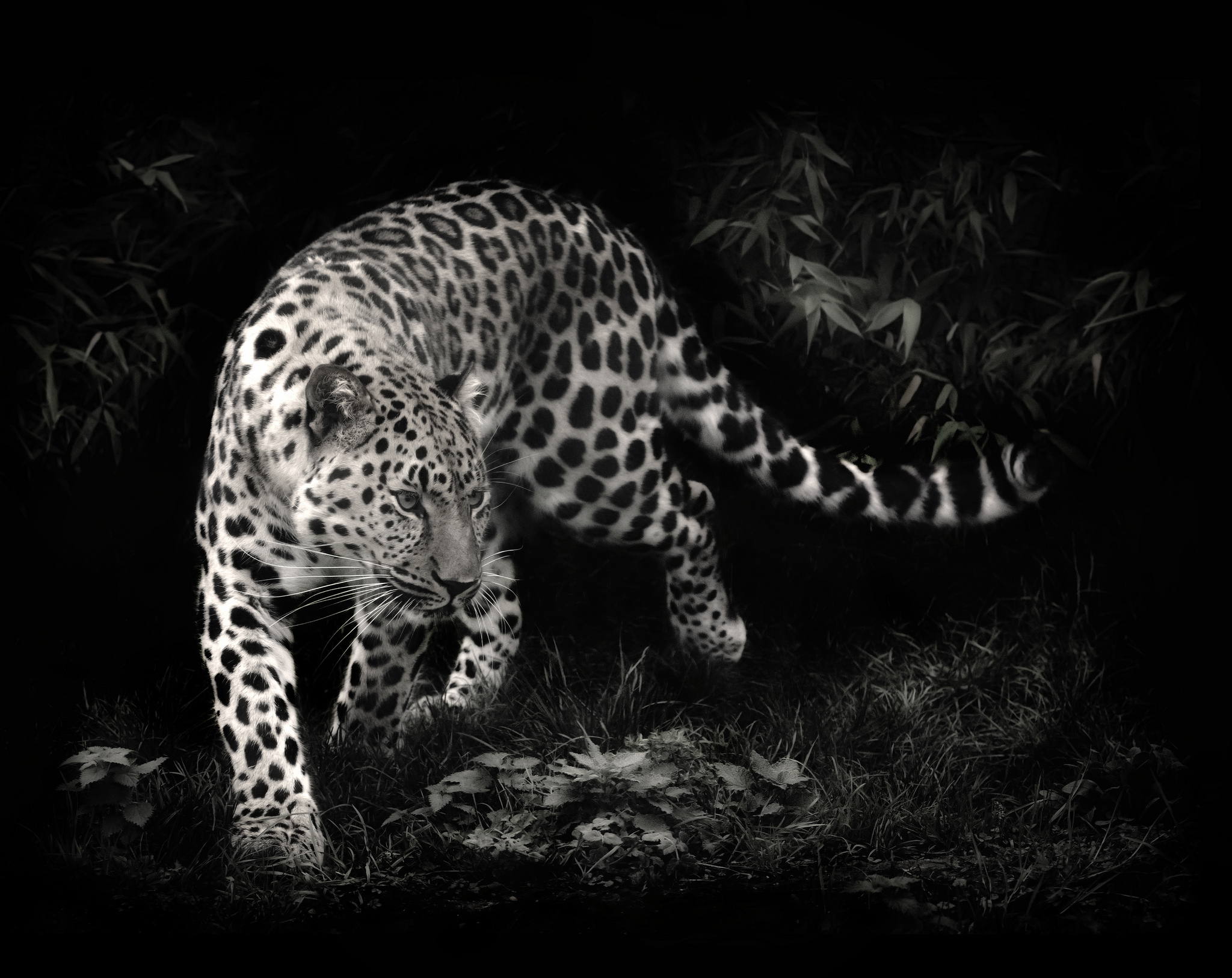 280967 Hintergrundbild herunterladen tiere, leopard, katzen - Bildschirmschoner und Bilder kostenlos