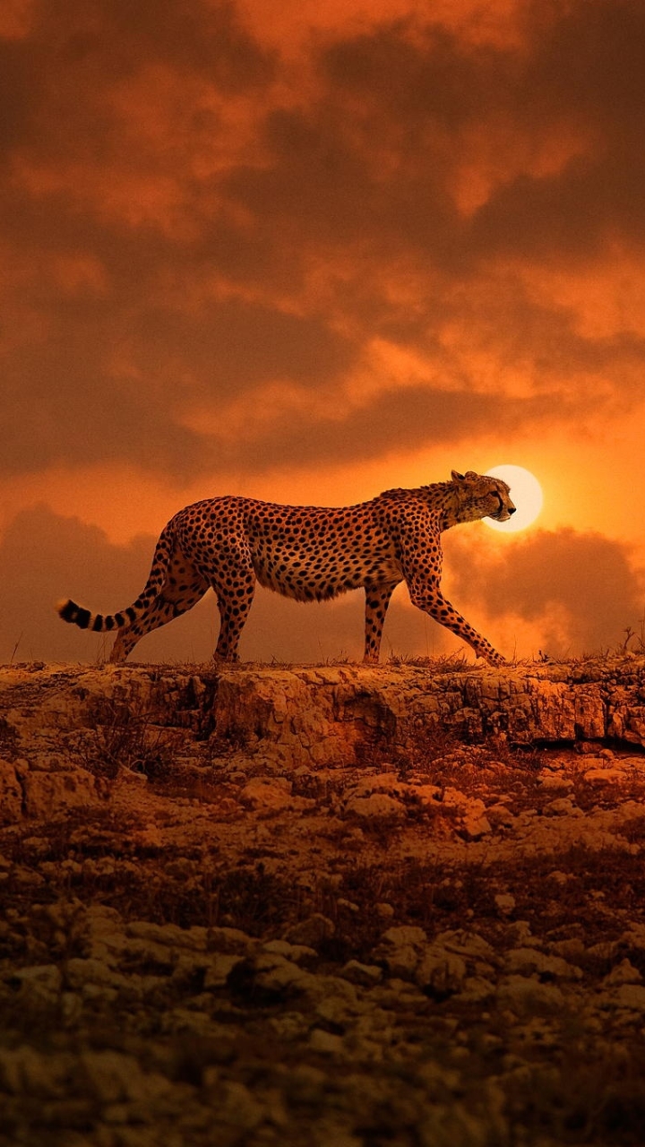 Download mobile wallpaper Cats, Sunset, Cheetah, Animal for free.