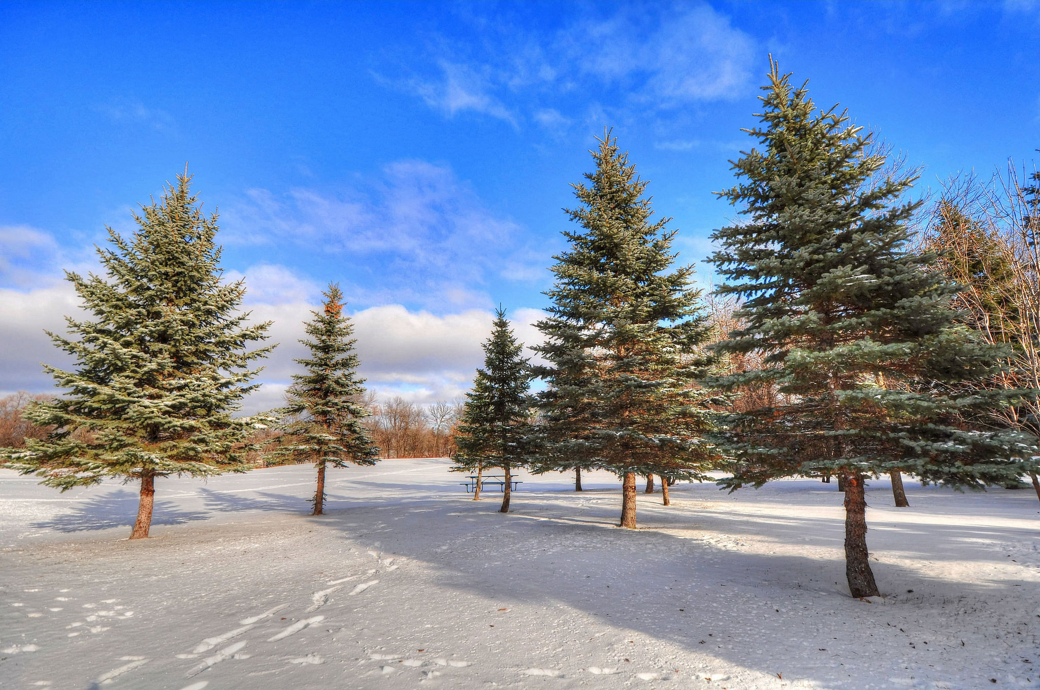 Скачать обои бесплатно Снег, Зима, Природа, Лес, Деревья картинка на рабочий стол ПК