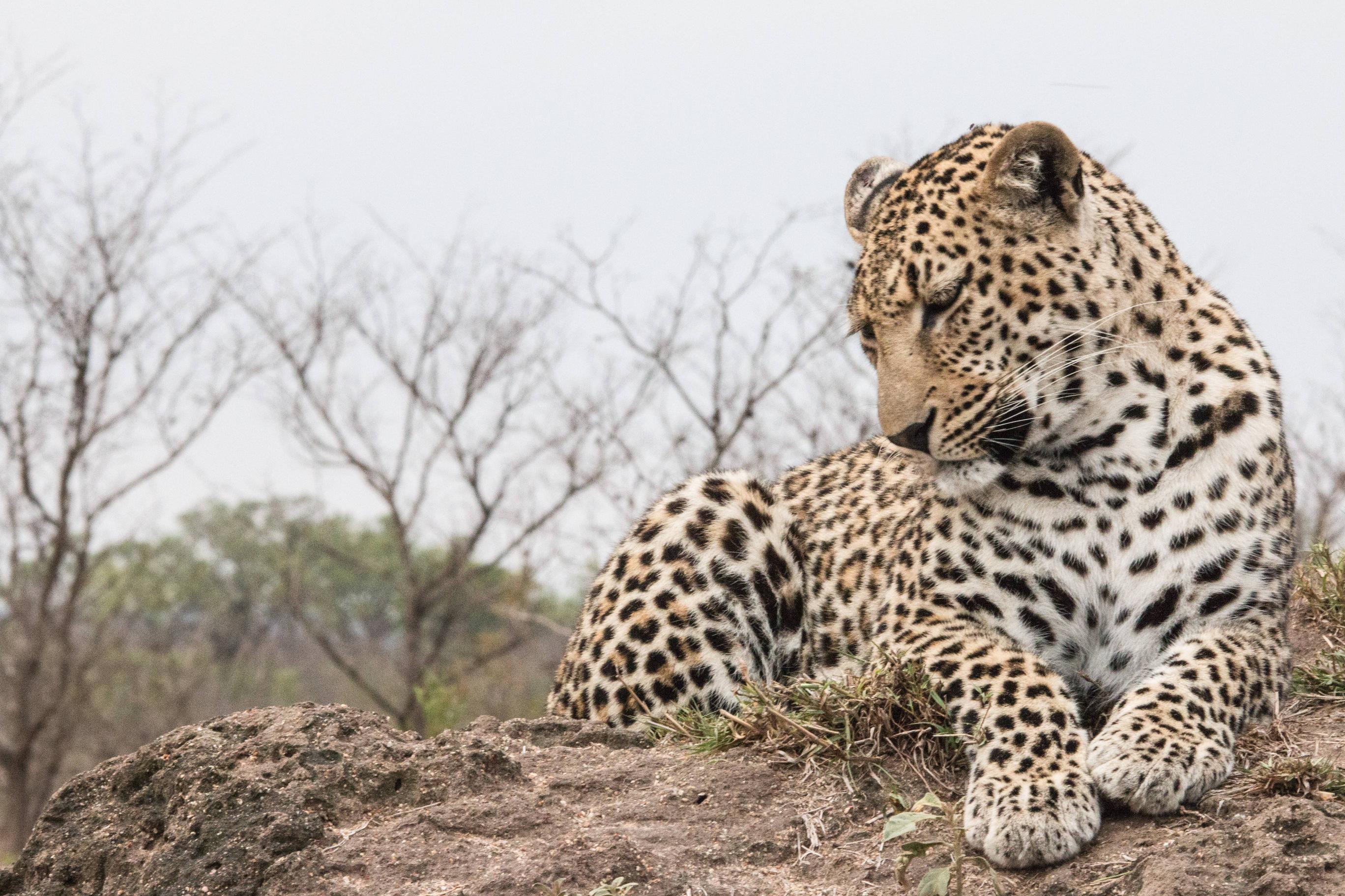 Free download wallpaper Leopard, Cats, Animal on your PC desktop