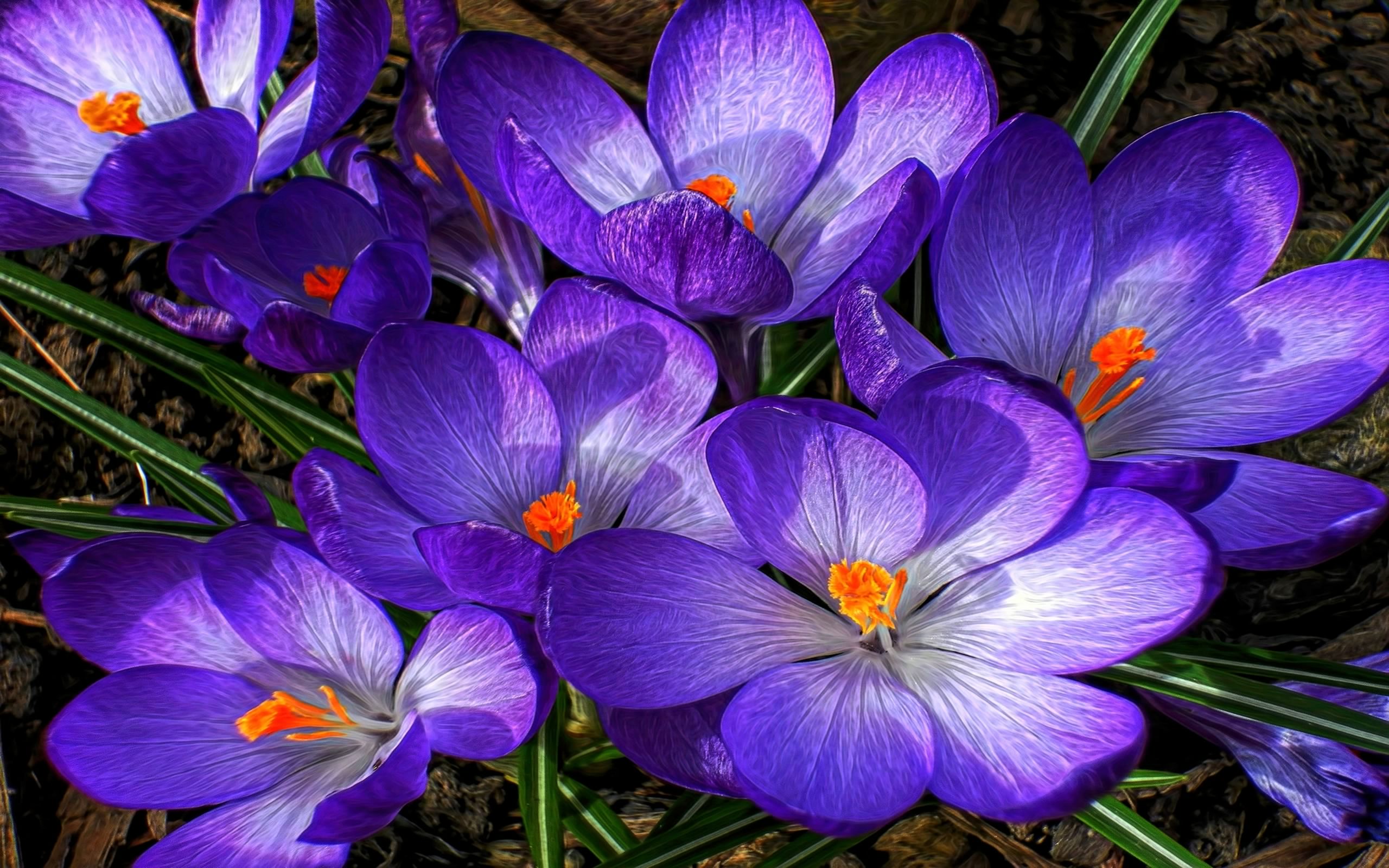 Laden Sie das Natur, Blumen, Blume, Krokus, Lila Blume, Erde/natur-Bild kostenlos auf Ihren PC-Desktop herunter