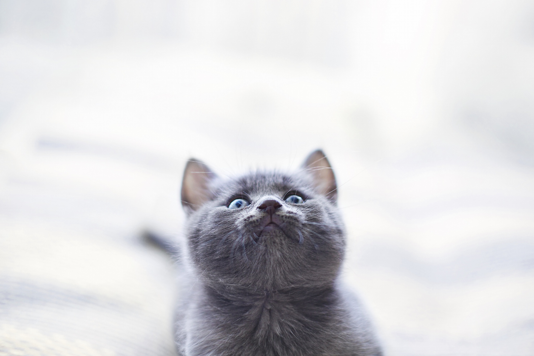 Download mobile wallpaper Cat, Cats, Animal for free.