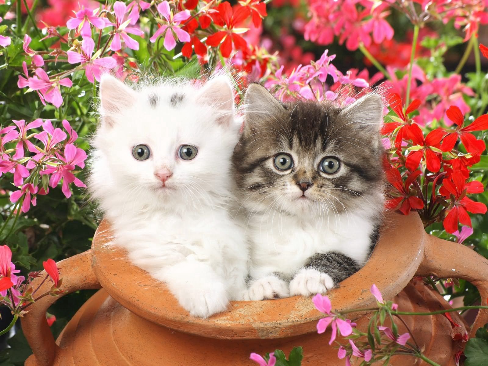 kittens, pair, flowers, couple, animals, pot