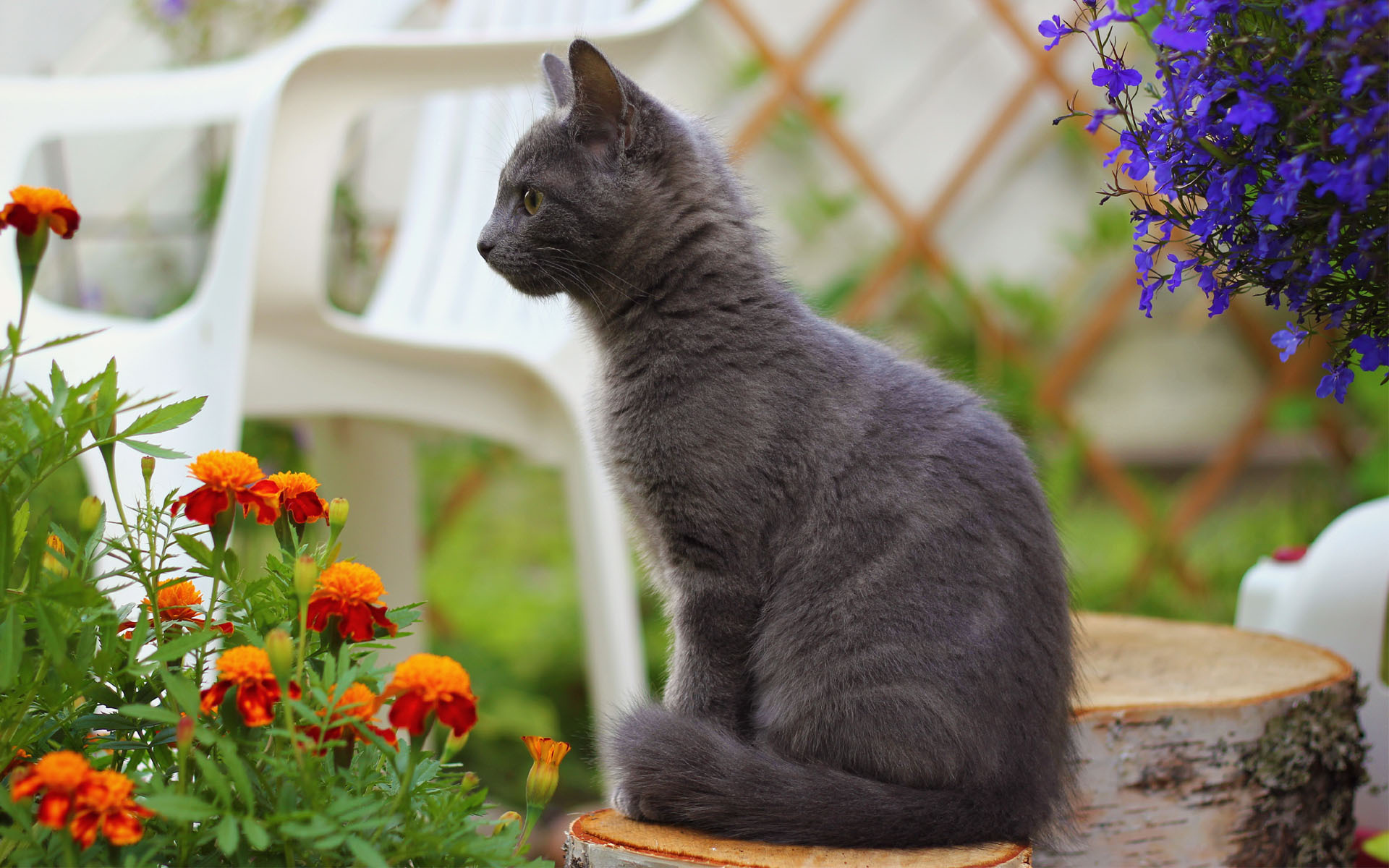 Baixar papel de parede para celular de Animais, Gatos, Gato gratuito.