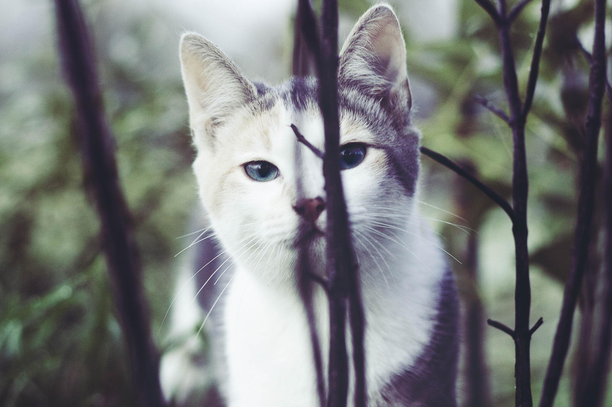 Download mobile wallpaper Cats, Cat, Animal, Blue Eyes, Stare for free.