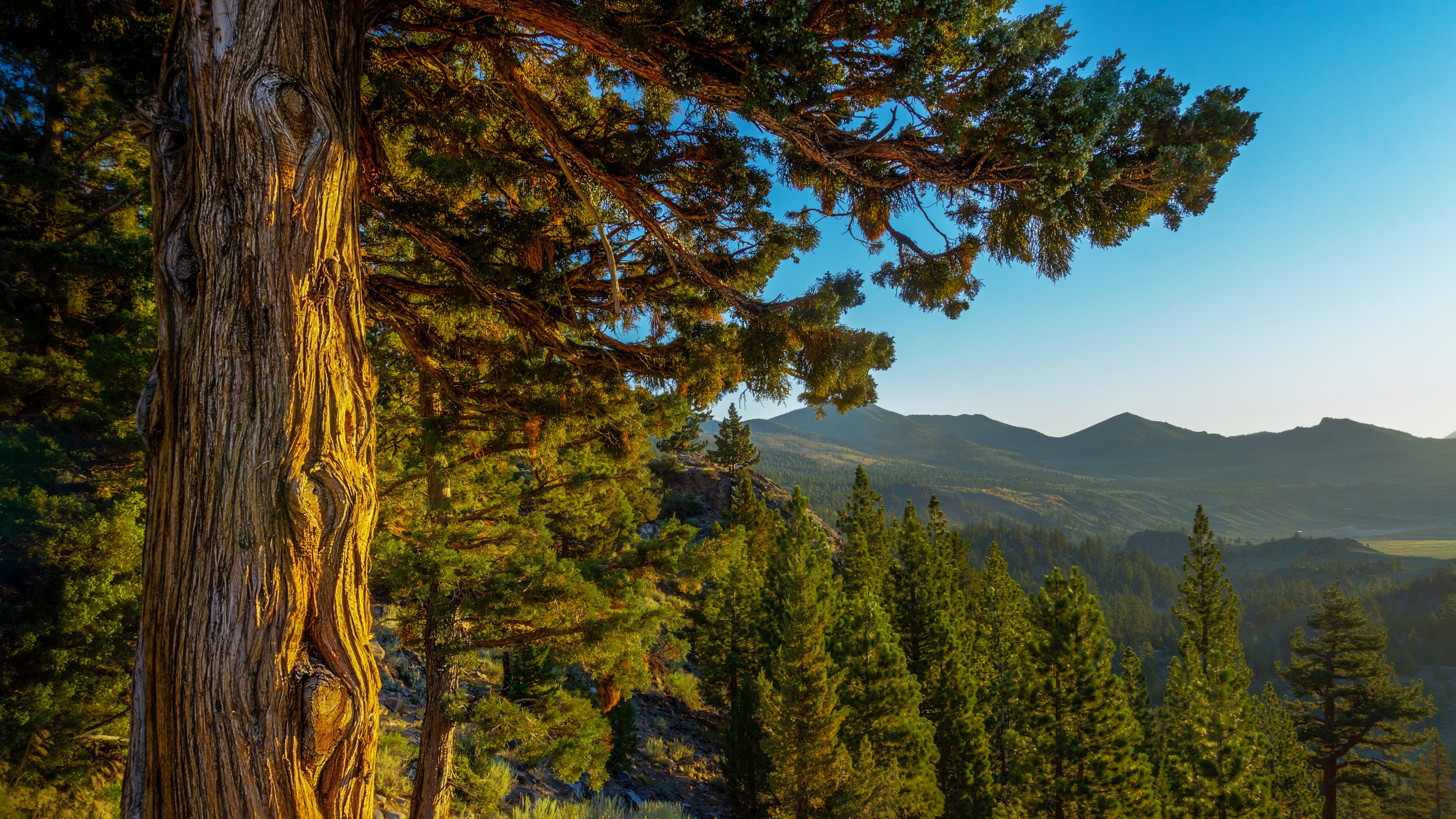 Laden Sie das Bäume, Wald, Baum, Gebirge, Erde/natur-Bild kostenlos auf Ihren PC-Desktop herunter