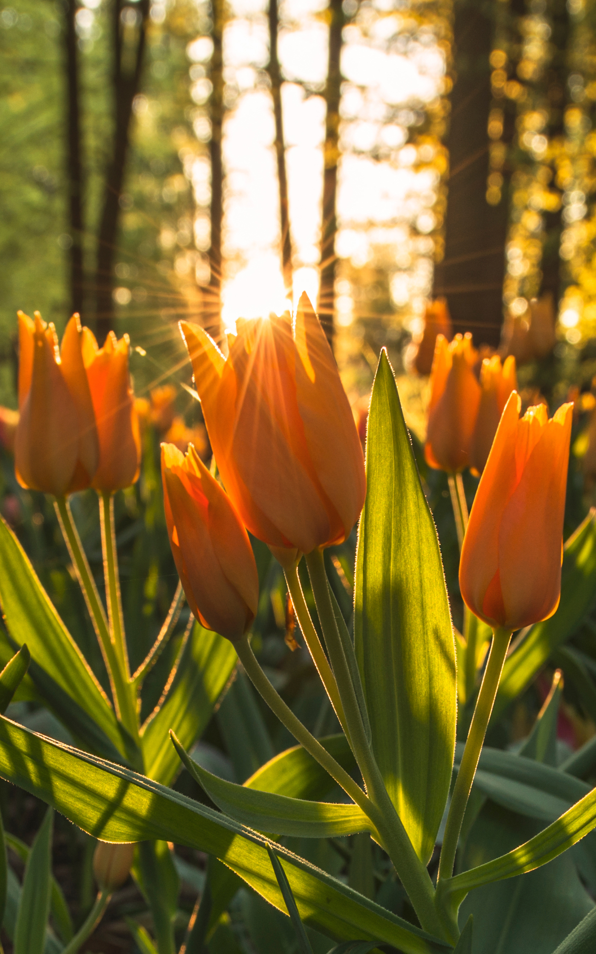 Handy-Wallpaper Natur, Blumen, Blume, Tulpe, Gelbe Blume, Sonnenstrahl, Erde/natur, Sonnenbohne kostenlos herunterladen.