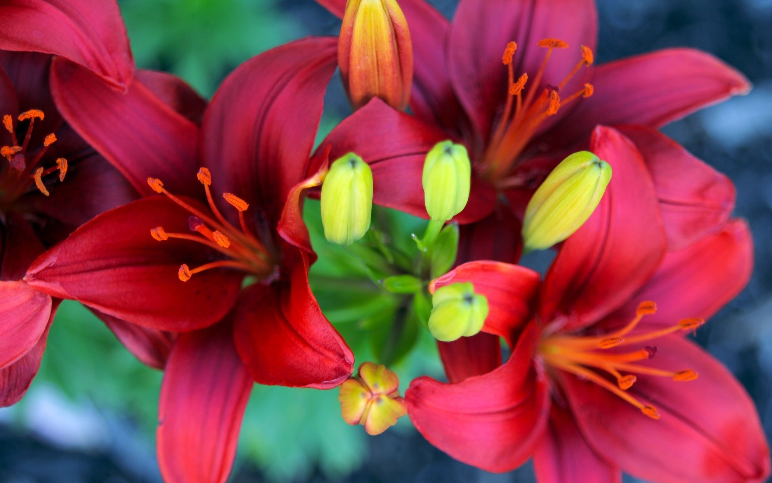 Laden Sie das Lilie, Blumen, Blume, Erde/natur-Bild kostenlos auf Ihren PC-Desktop herunter