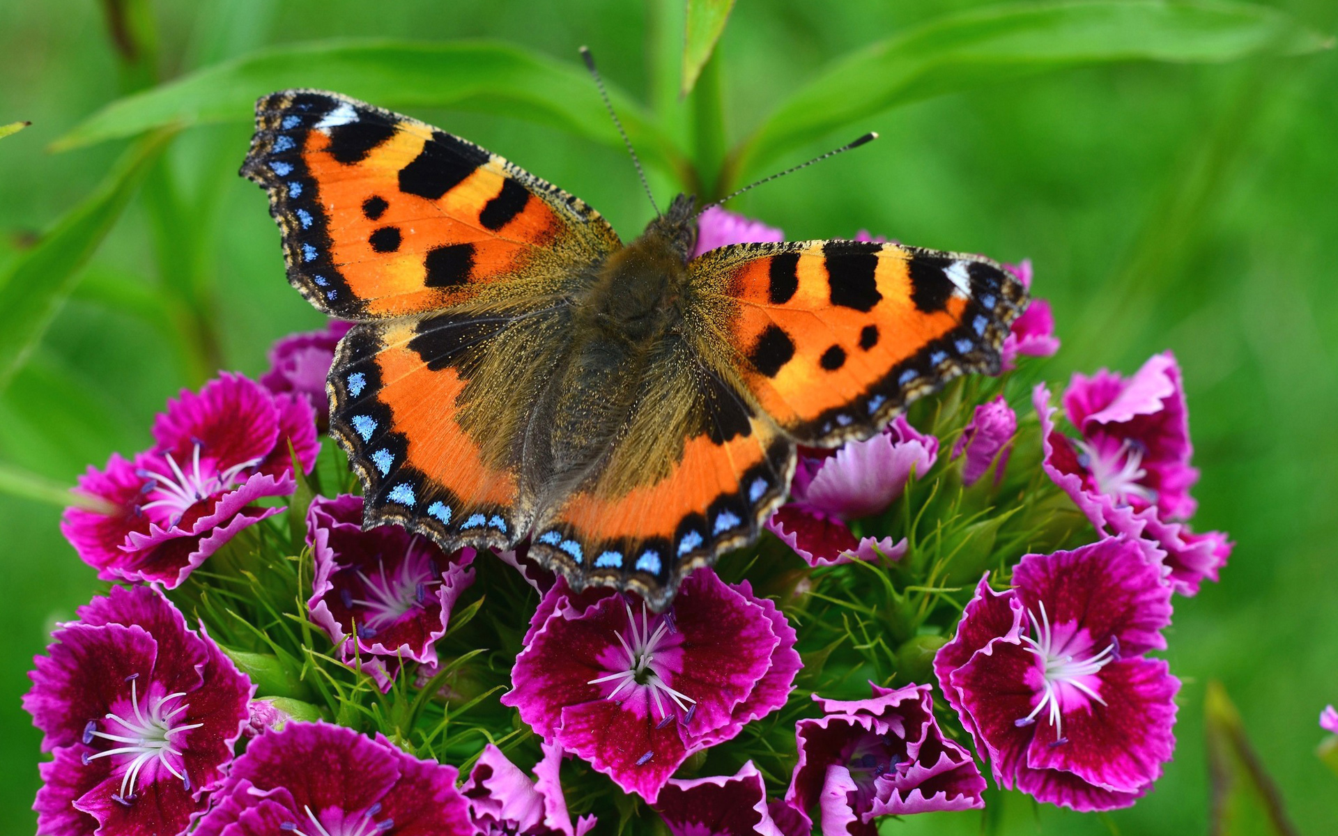 Скачать обои бесплатно Животные, Цветок, Бабочка, Фиолетовый Цветок картинка на рабочий стол ПК