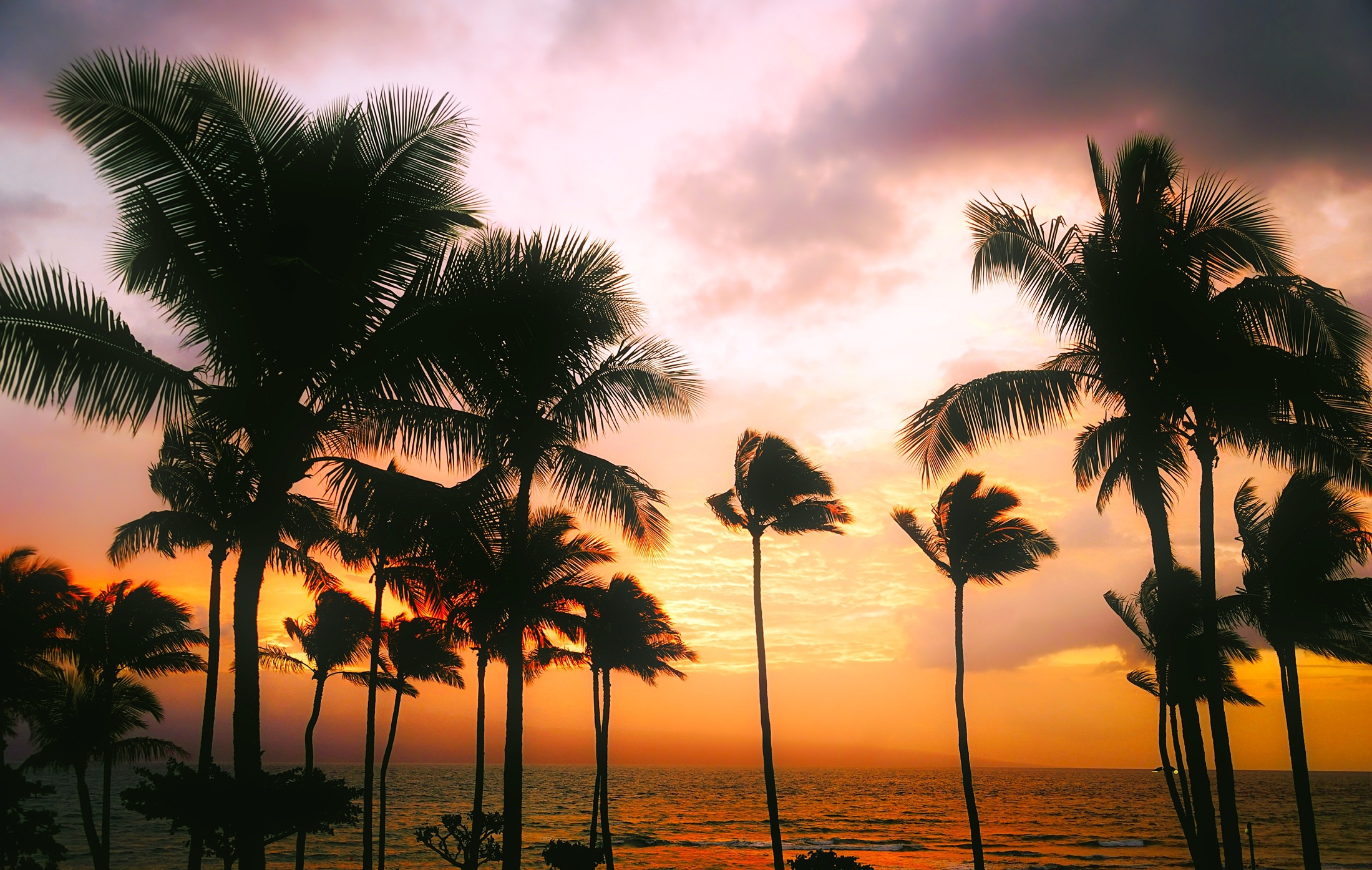 Free download wallpaper Nature, Sunset, Sky, Horizon, Ocean, Earth, Palm Tree on your PC desktop