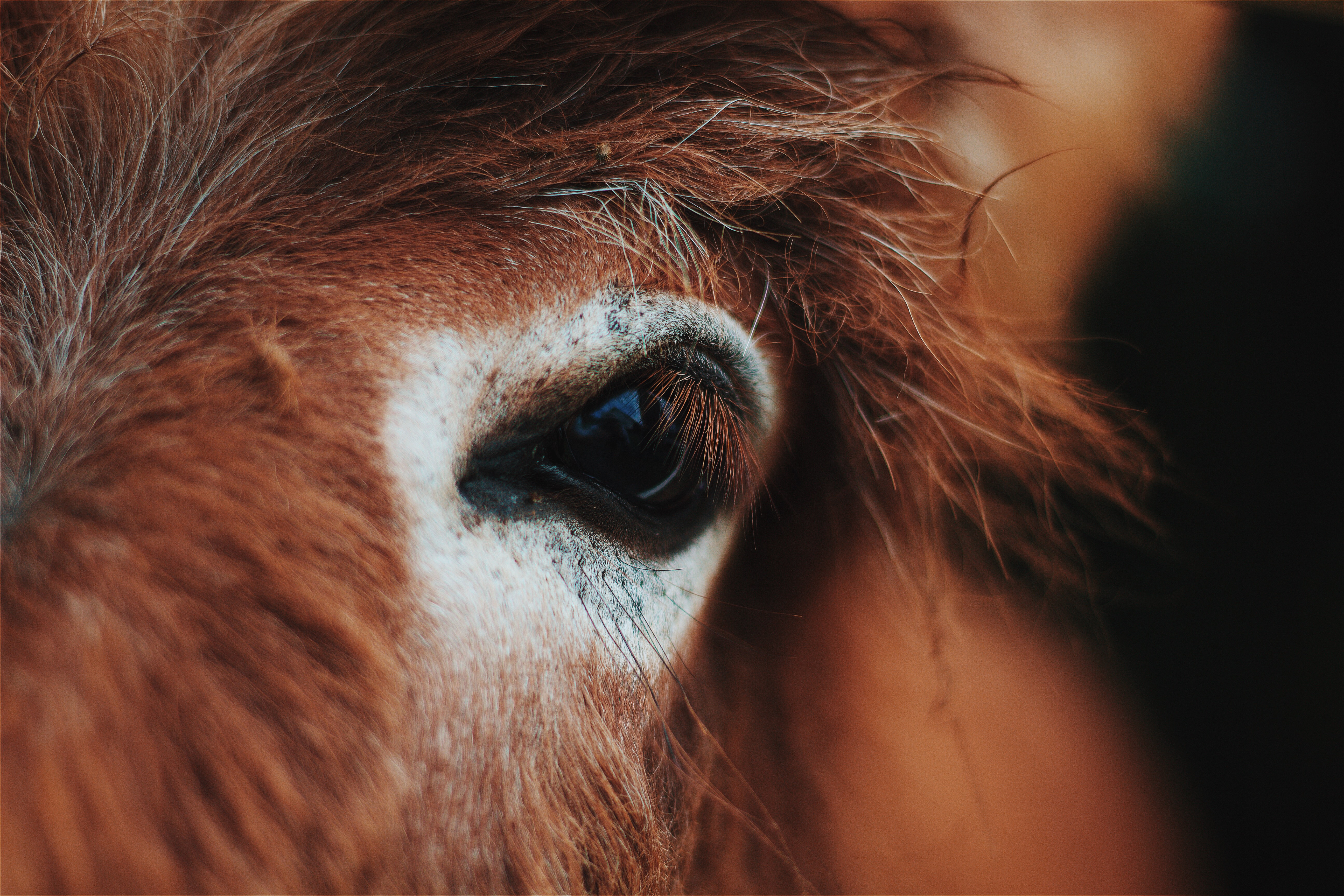 126190 descargar imagen animales, melena, caballo, pestañas, ojo, pestaña: fondos de pantalla y protectores de pantalla gratis