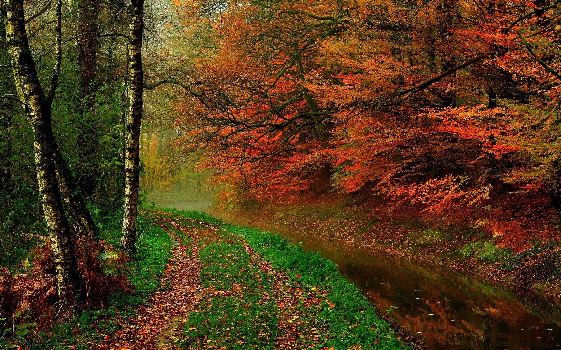 PCデスクトップに木, 秋, 道, マンメイド画像を無料でダウンロード