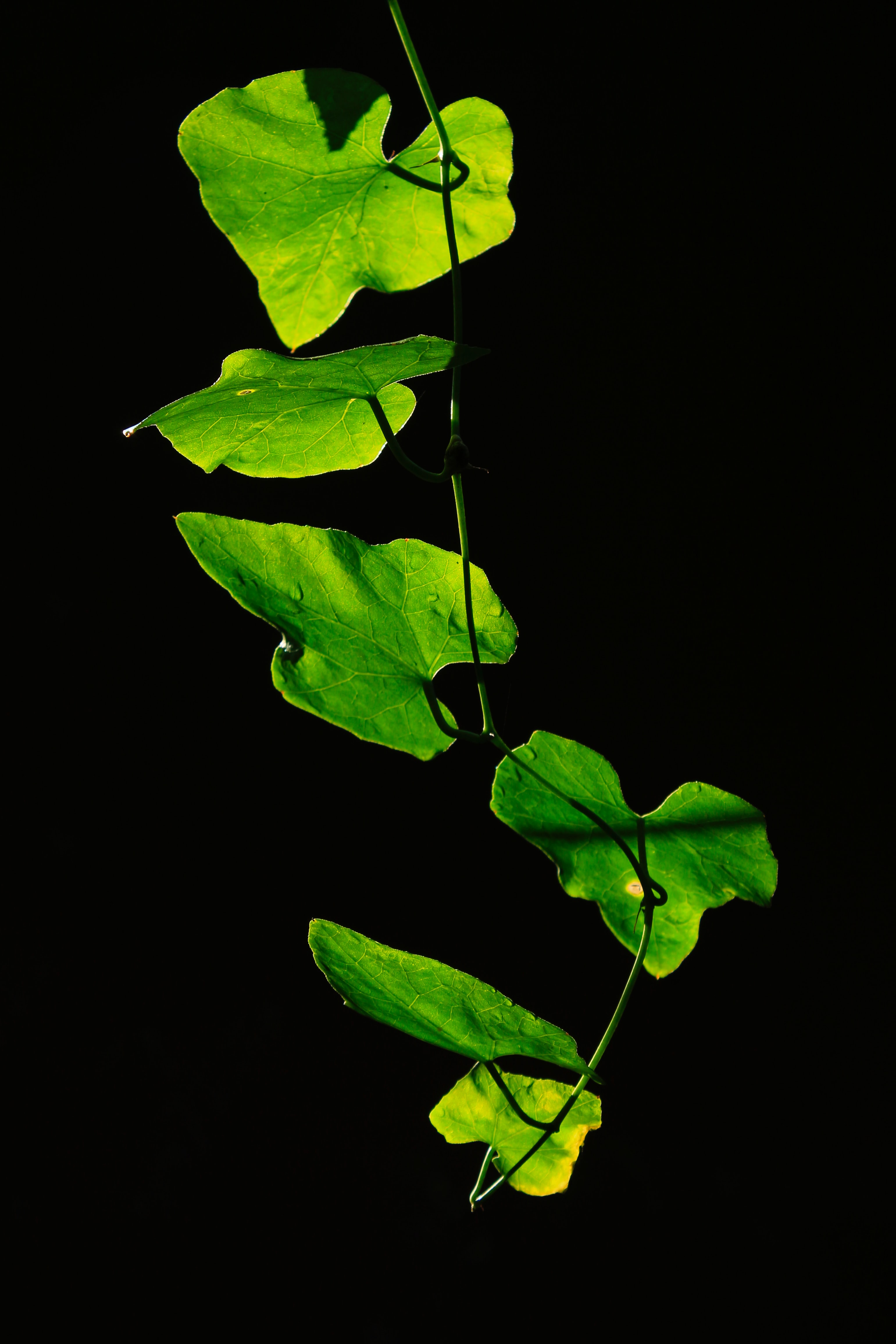 Скачать обои бесплатно Зеленый, Растение, Крупным Планом, Листья, Темный, Темные картинка на рабочий стол ПК