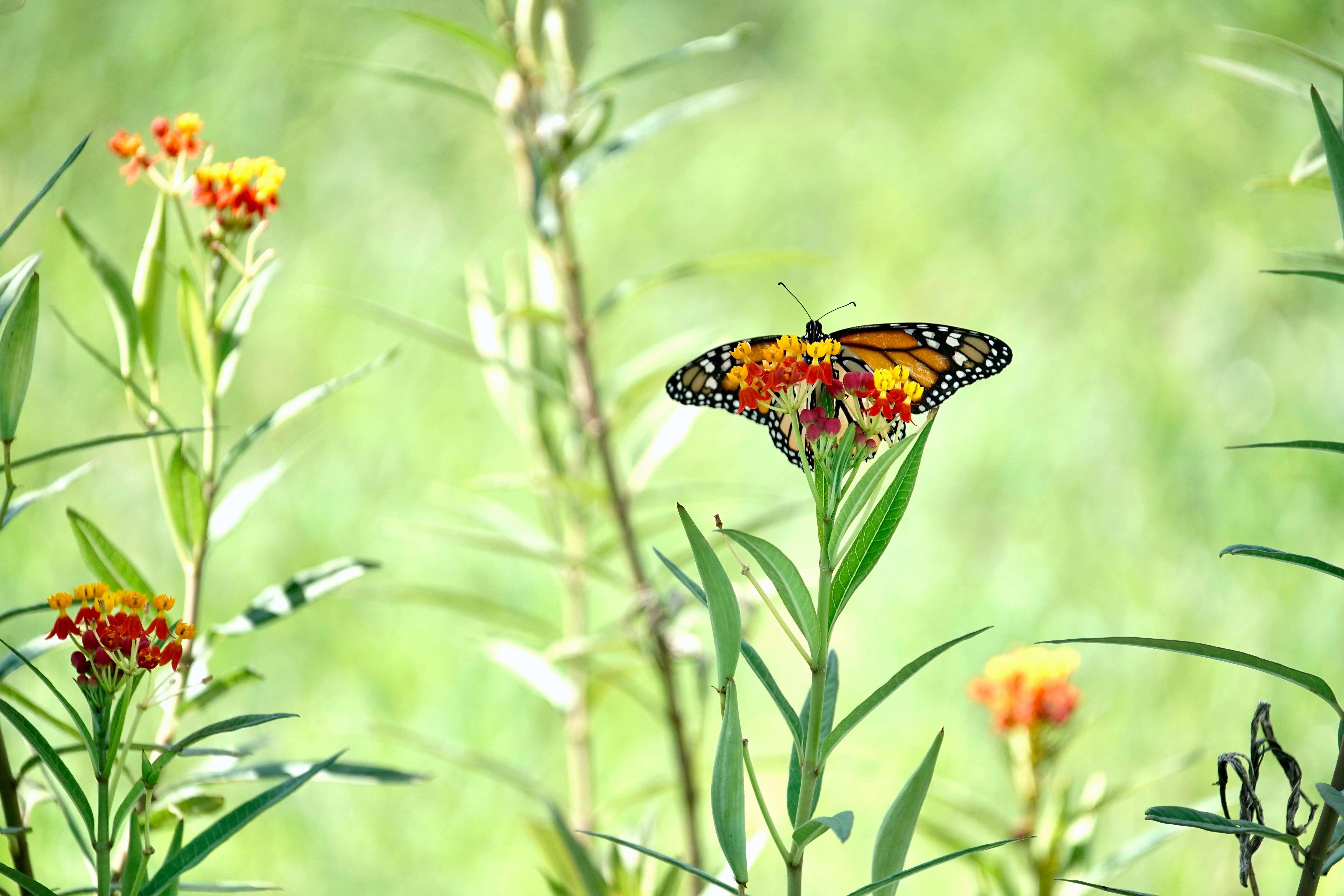 Laden Sie das Flügel, Pflanze, Schmetterling, Tiere, Blumen-Bild kostenlos auf Ihren PC-Desktop herunter