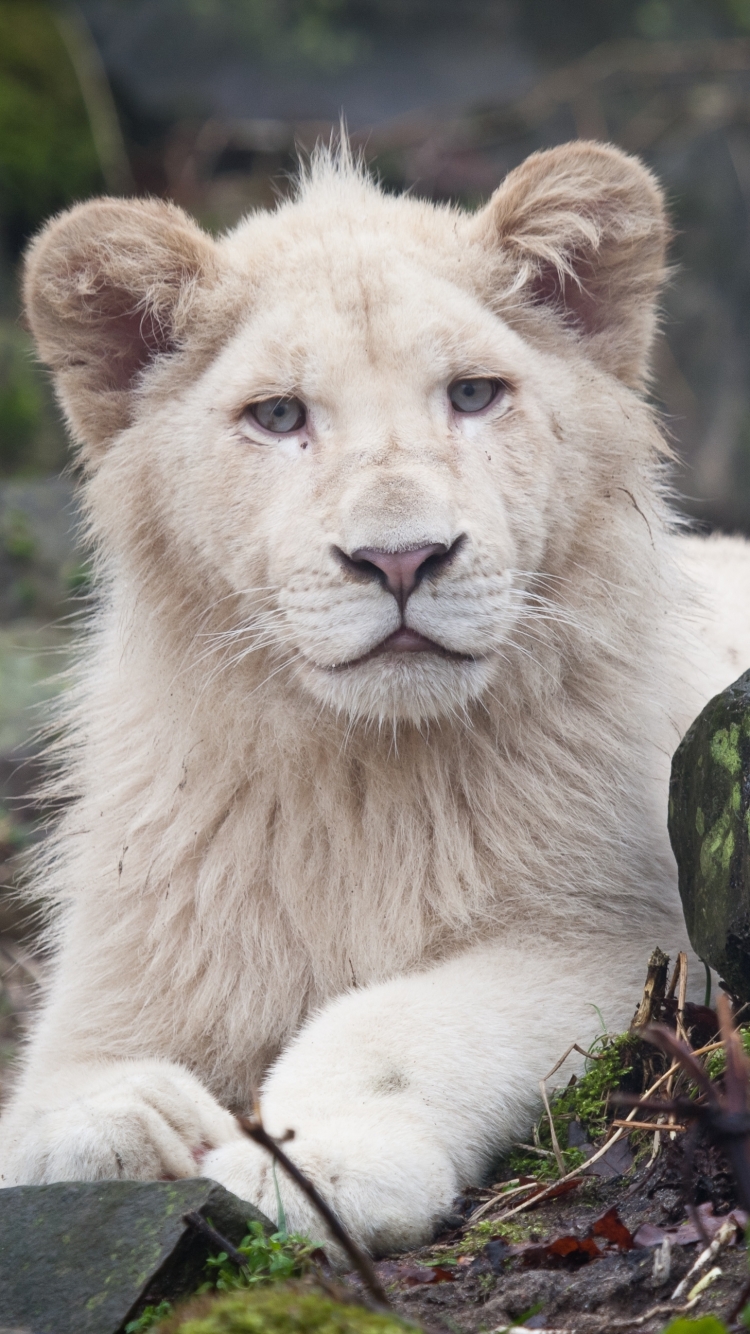 Download mobile wallpaper Animal, White Lion for free.