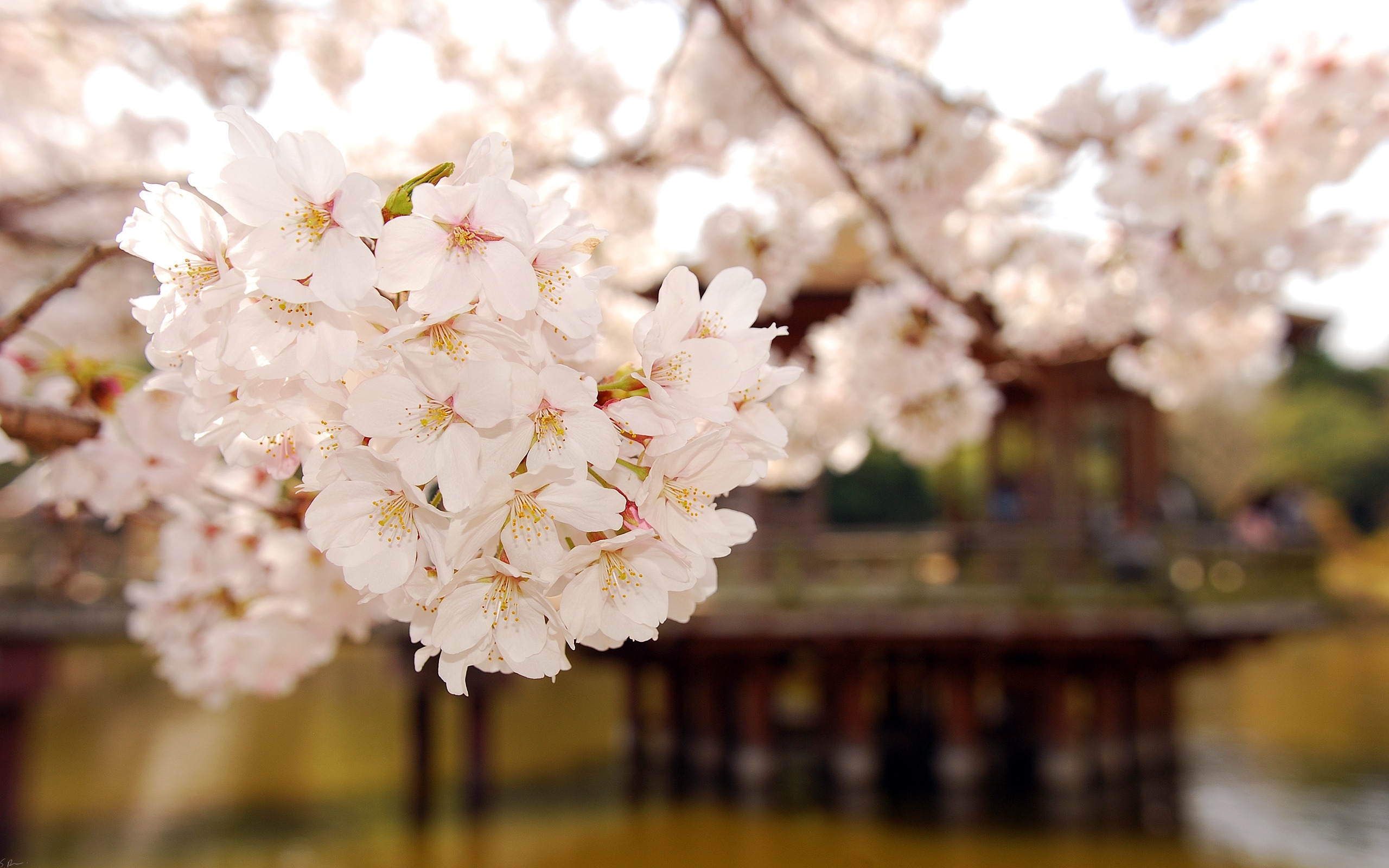 PCデスクトップに植物, フラワーズ, オレンジ, 桜画像を無料でダウンロード