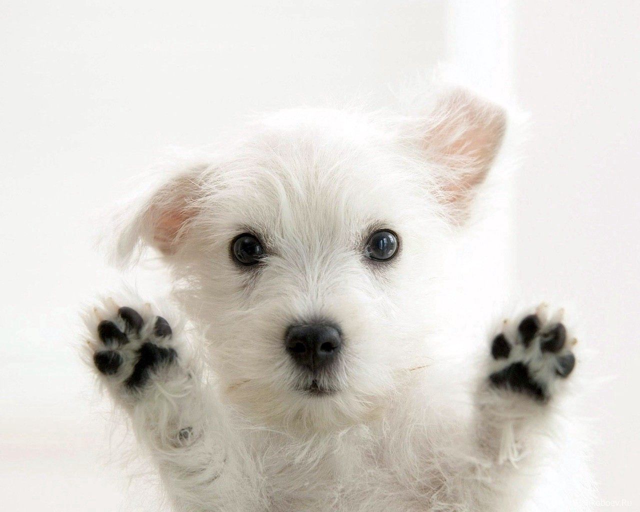 animals, fluffy, dog, paws wallpaper for mobile
