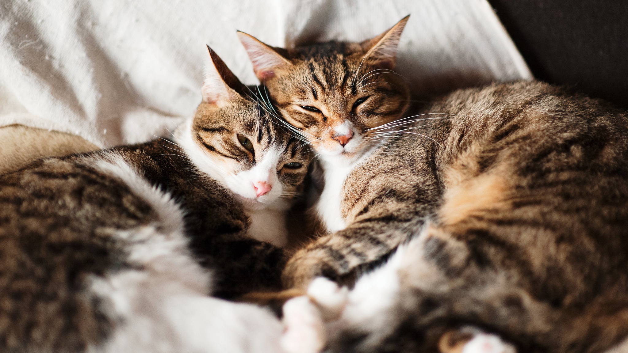 無料モバイル壁紙動物, ネコ, 猫をダウンロードします。