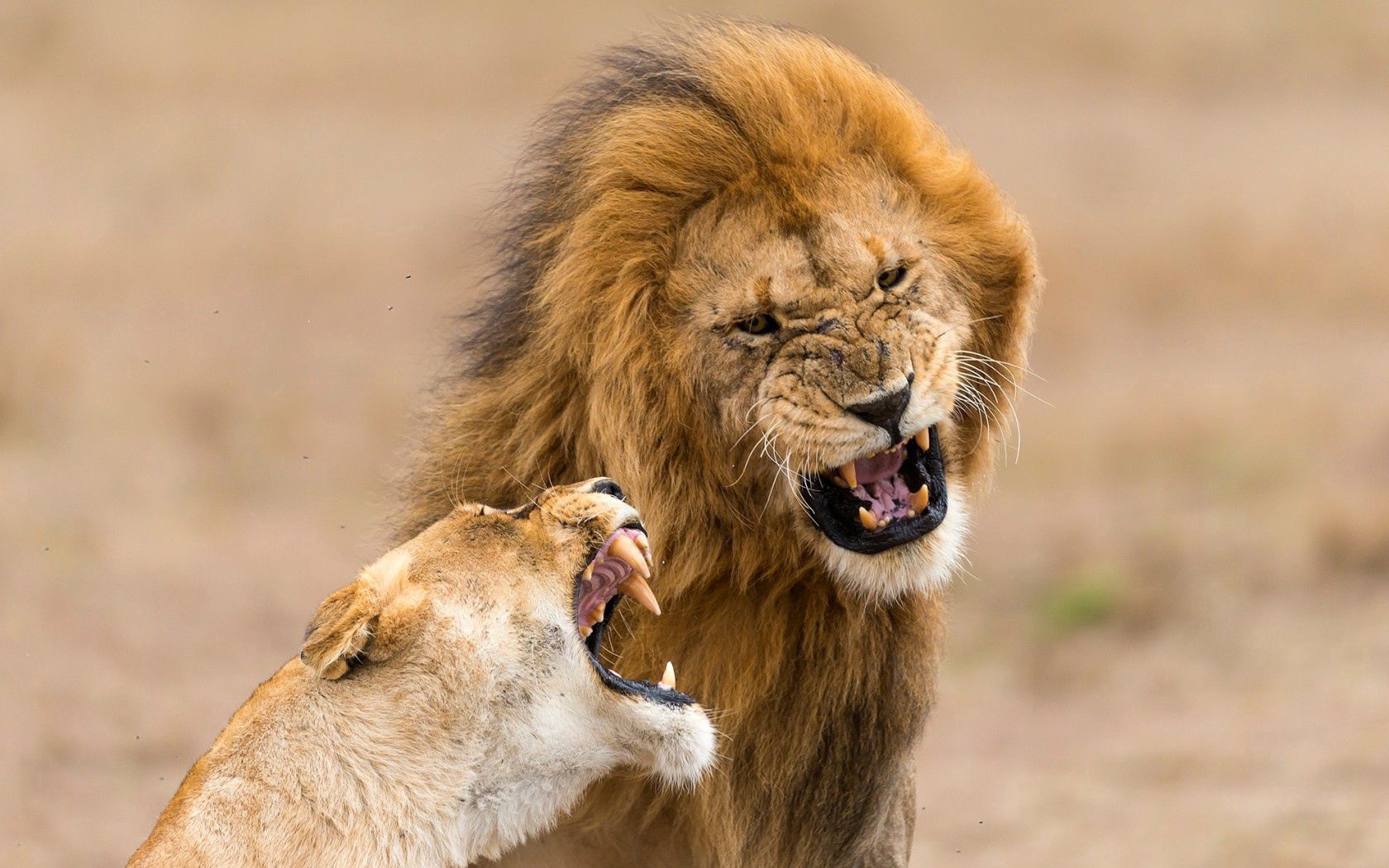 Free download wallpaper Grin, Animals, Aggression, Lioness, Lion on your PC desktop