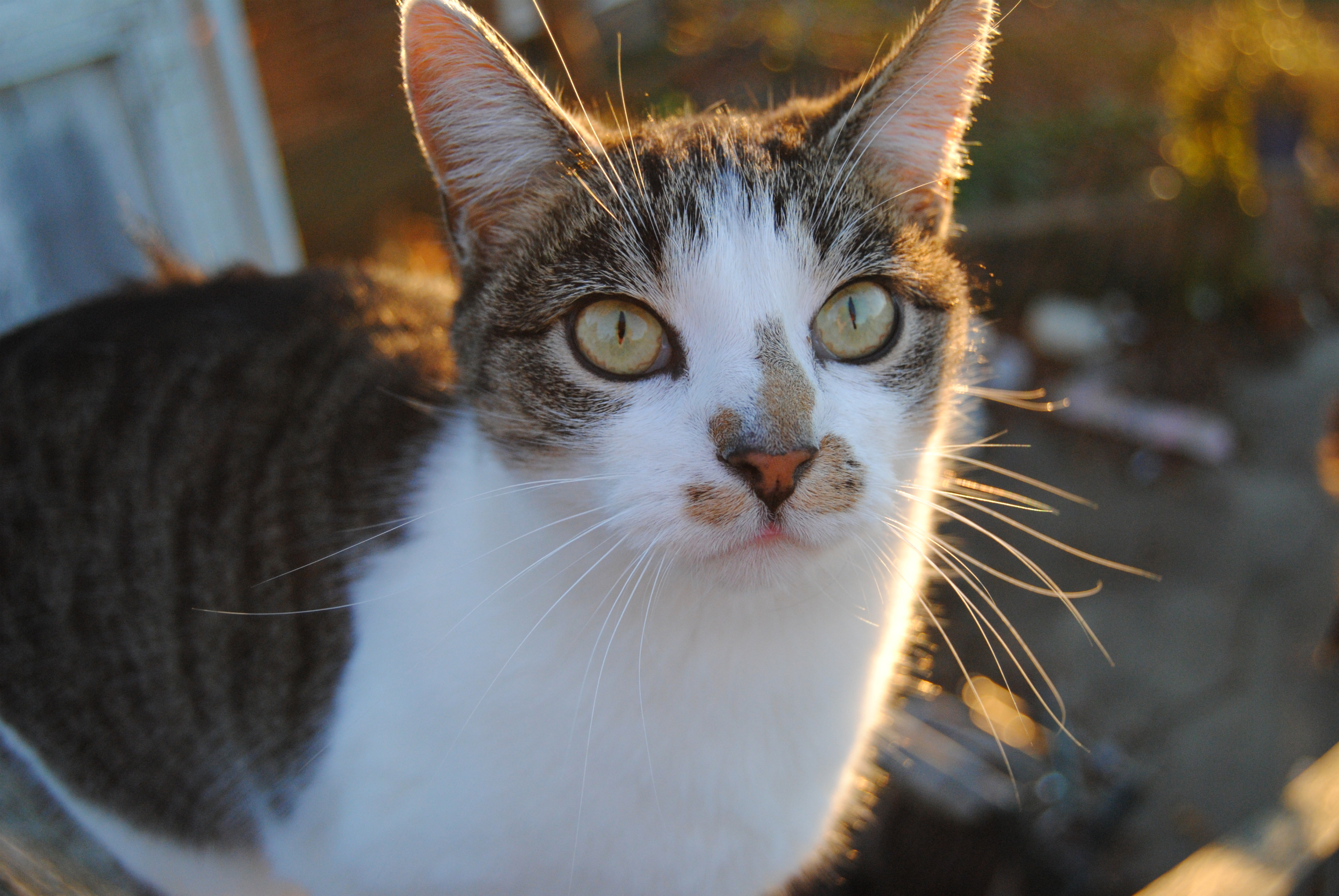 Baixe gratuitamente a imagem Animais, Gatos, Gato na área de trabalho do seu PC