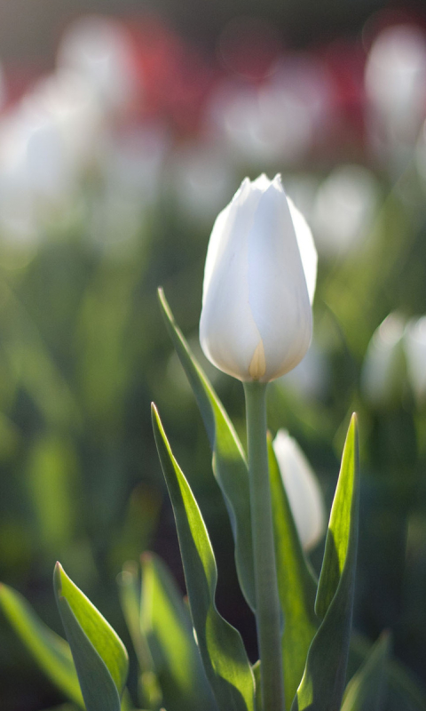 Handy-Wallpaper Blumen, Blume, Tulpe, Erde/natur kostenlos herunterladen.