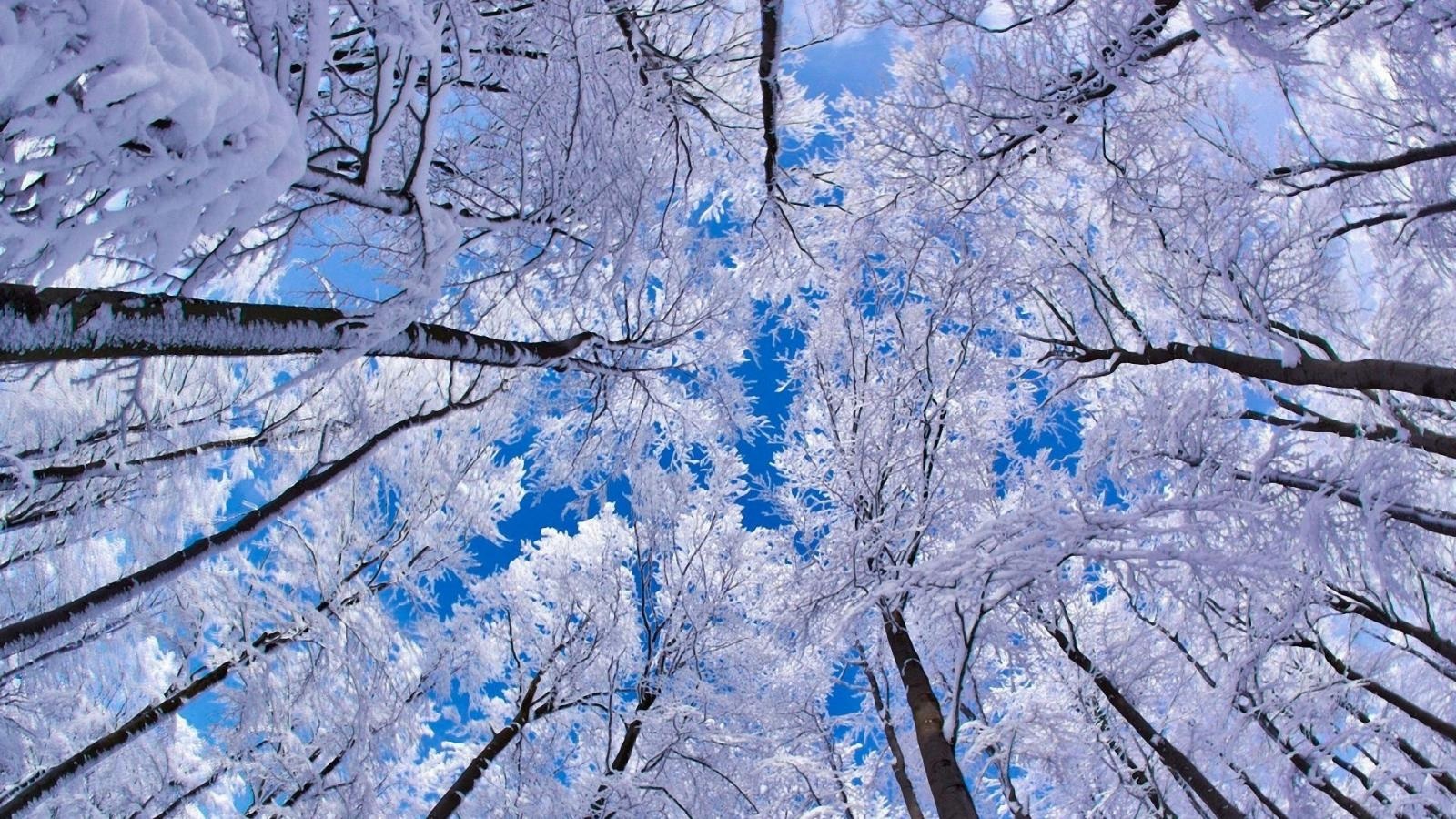 Téléchargez gratuitement l'image Hiver, Terre/nature sur le bureau de votre PC