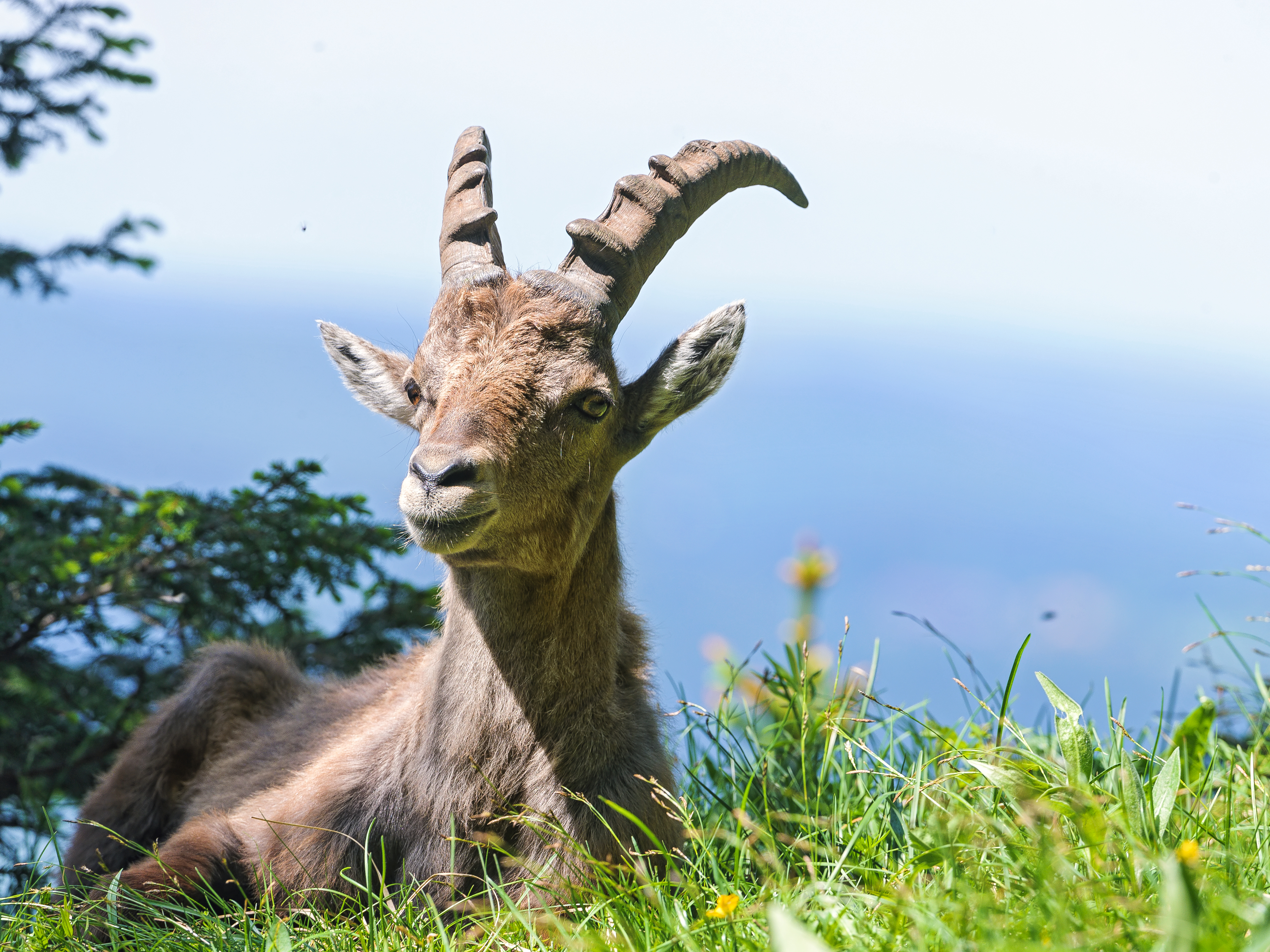 animal, alpine ibex, goat