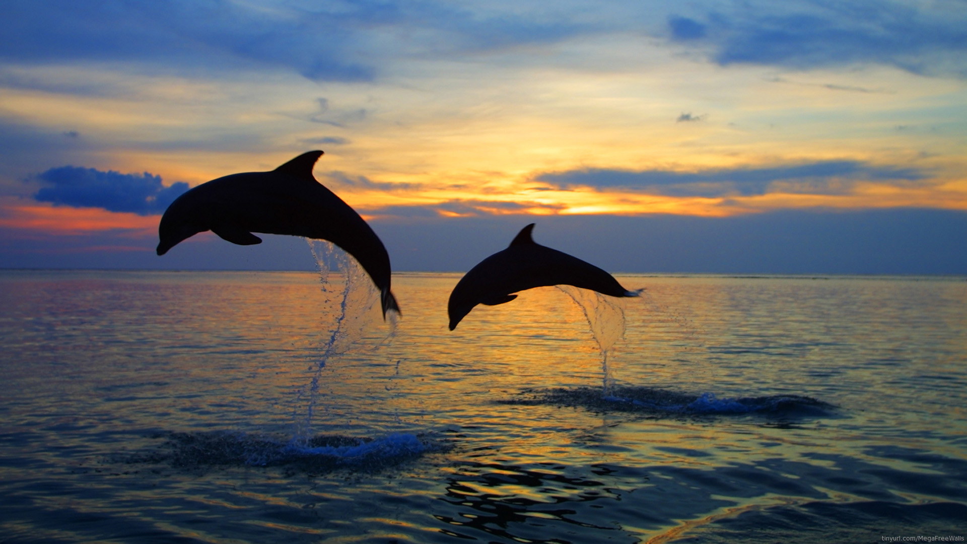 Free download wallpaper Sunset, Sunrise, Animal, Dolphin on your PC desktop