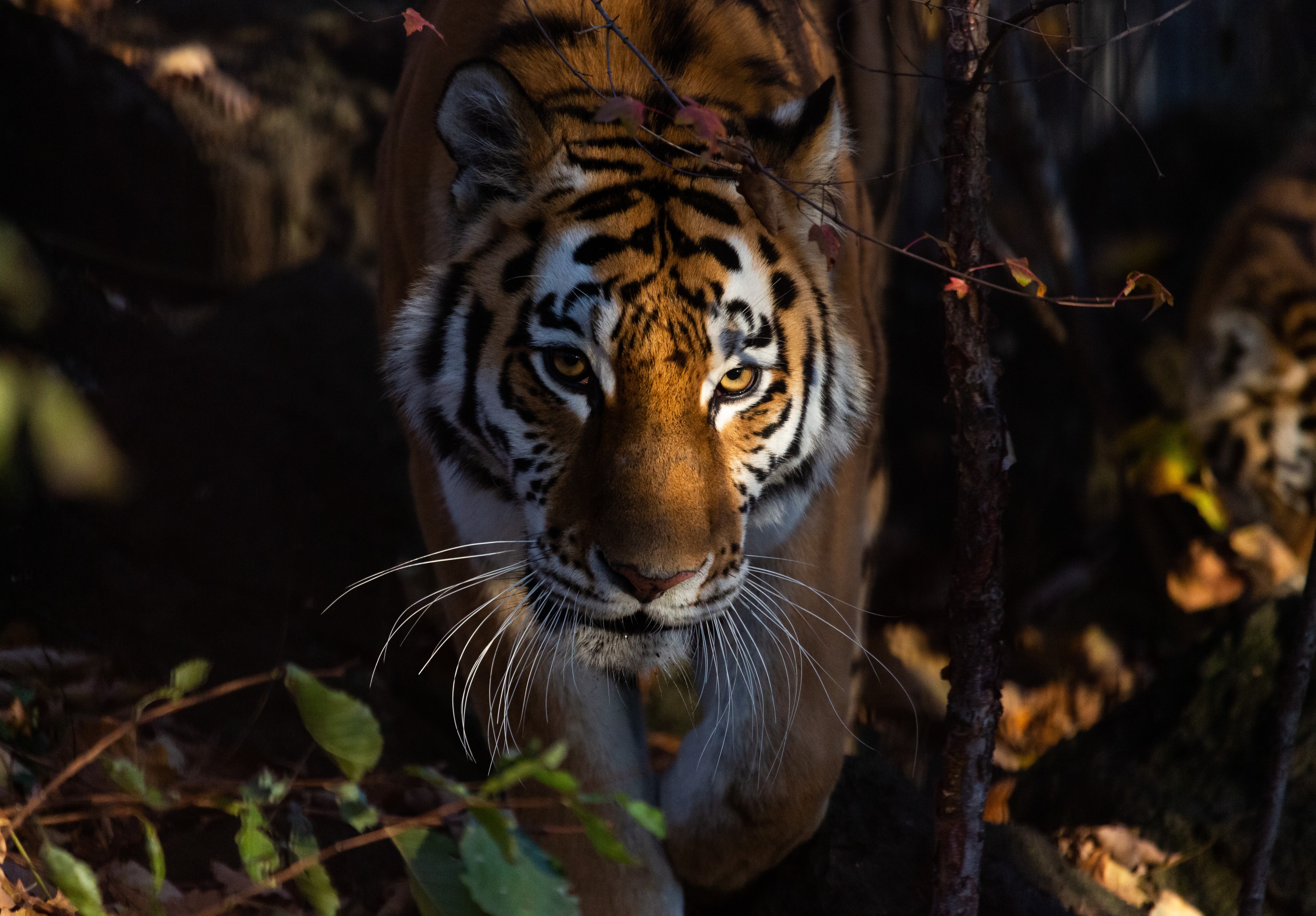 Baixar papel de parede para celular de Animais, Gatos, Tigre, Olhar Fixamente gratuito.