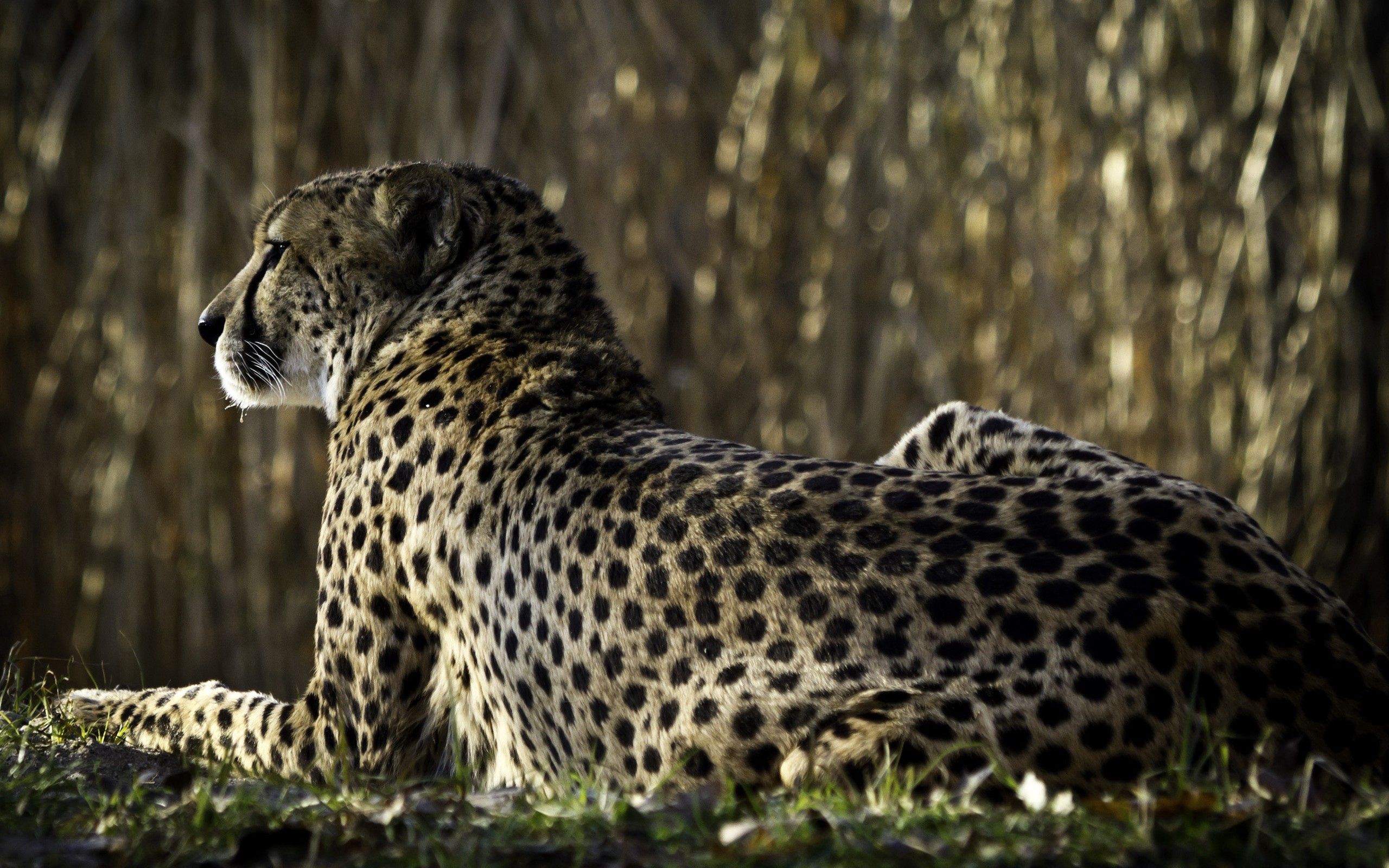 64209 скачать картинку животные, леопард, лежать, большая кошка, пятна, спина - обои и заставки бесплатно