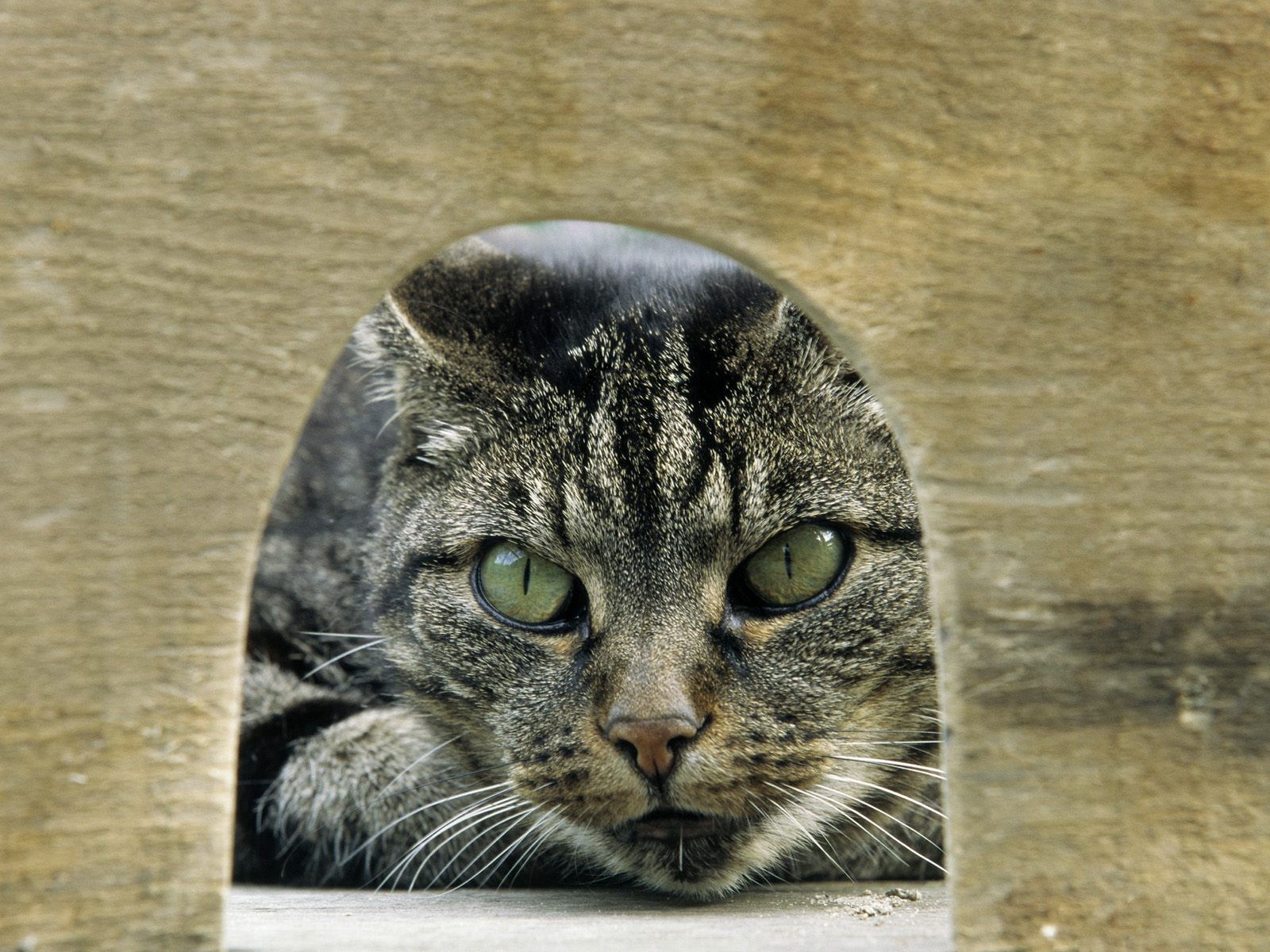 Laden Sie das Augen, Gestreift, Tiere, Der Kater, Katze-Bild kostenlos auf Ihren PC-Desktop herunter