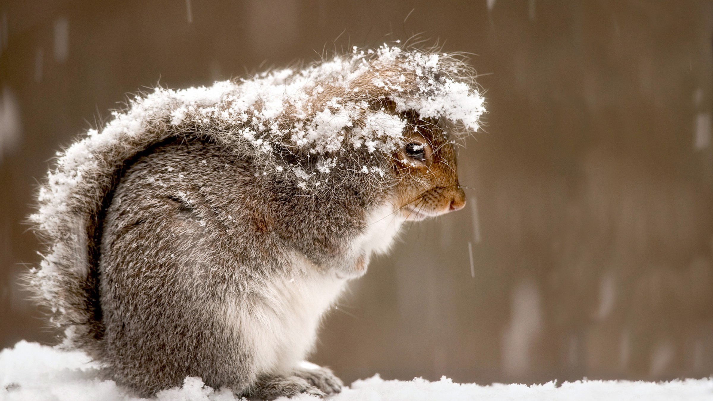 animal, squirrel, fluffy, snow