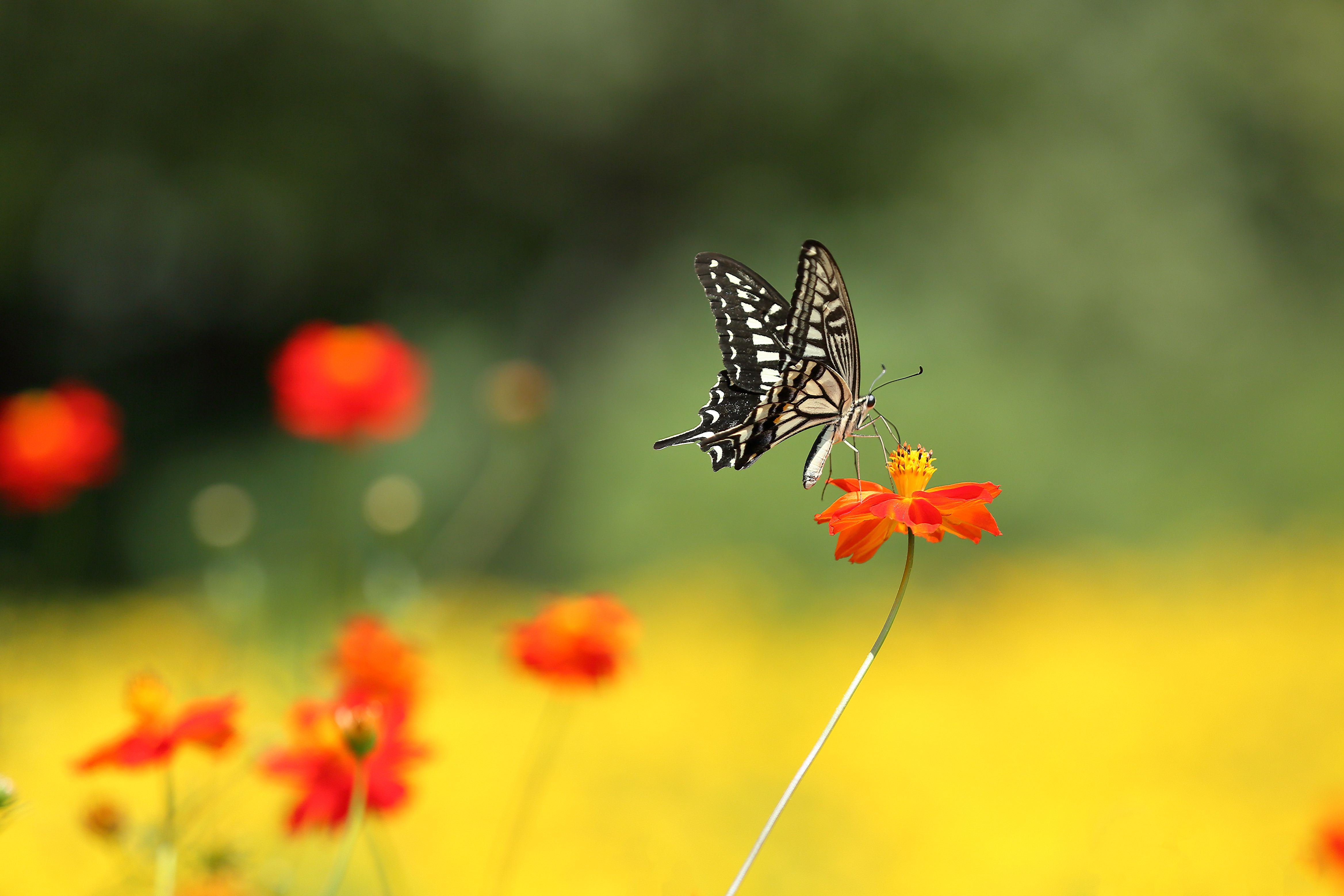 PCデスクトップに動物, 蝶, 夏, 花, ぼかし, 虫画像を無料でダウンロード