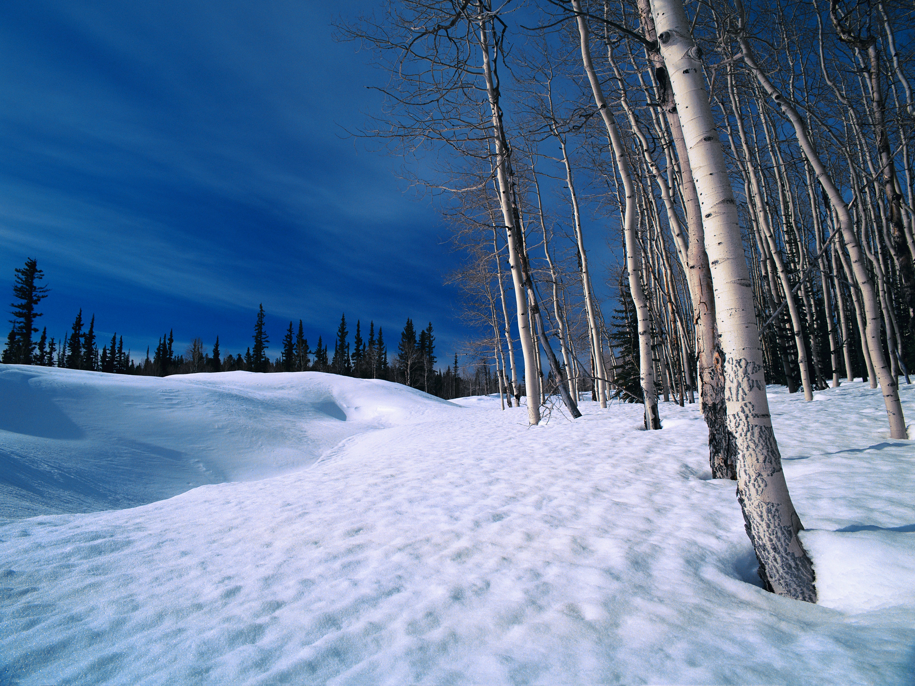 804740画像をダウンロード地球, 冬, バーチ, 風景, 雪, 木-壁紙とスクリーンセーバーを無料で