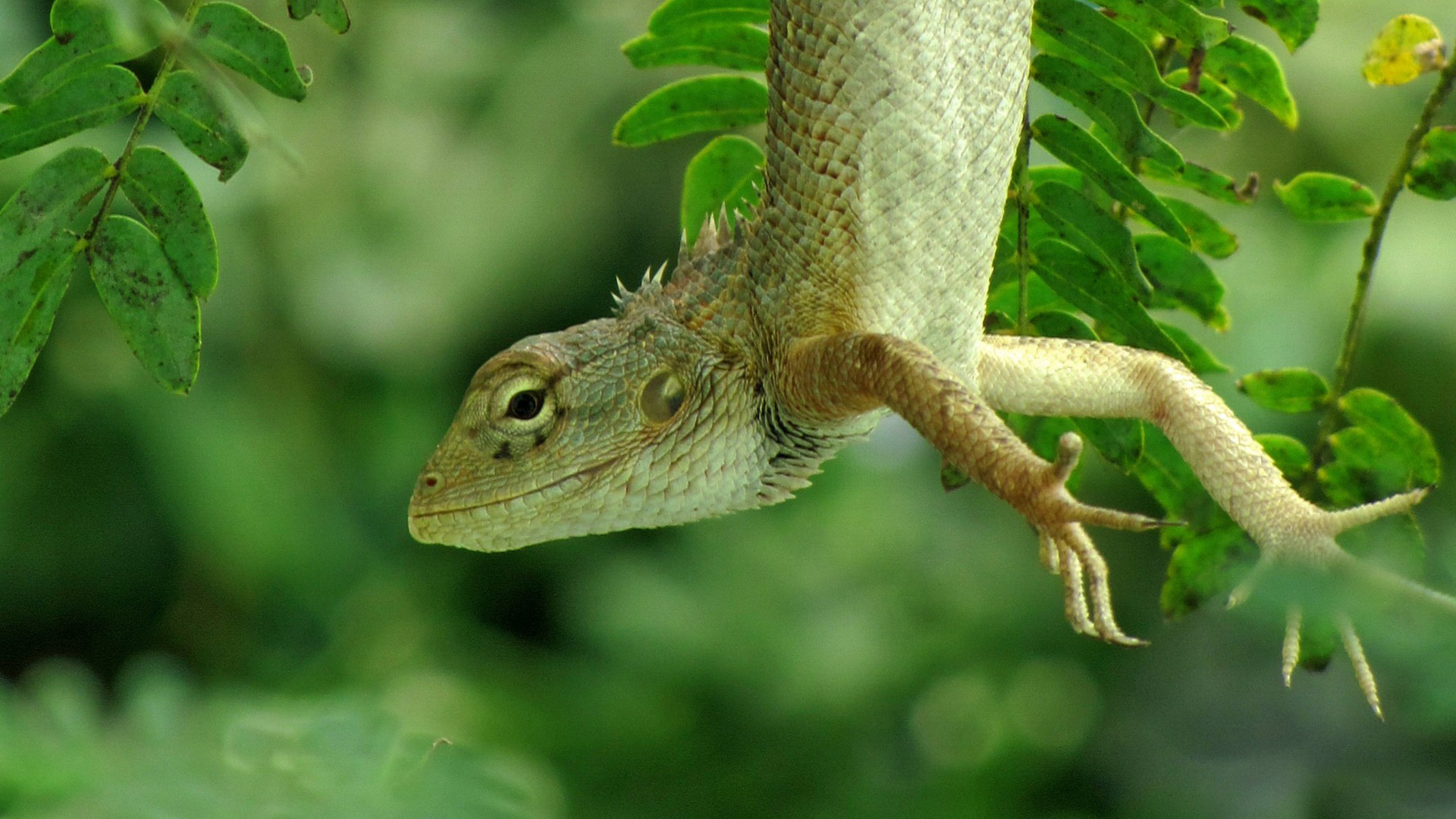 Download mobile wallpaper Animal, Lizard, Reptiles for free.