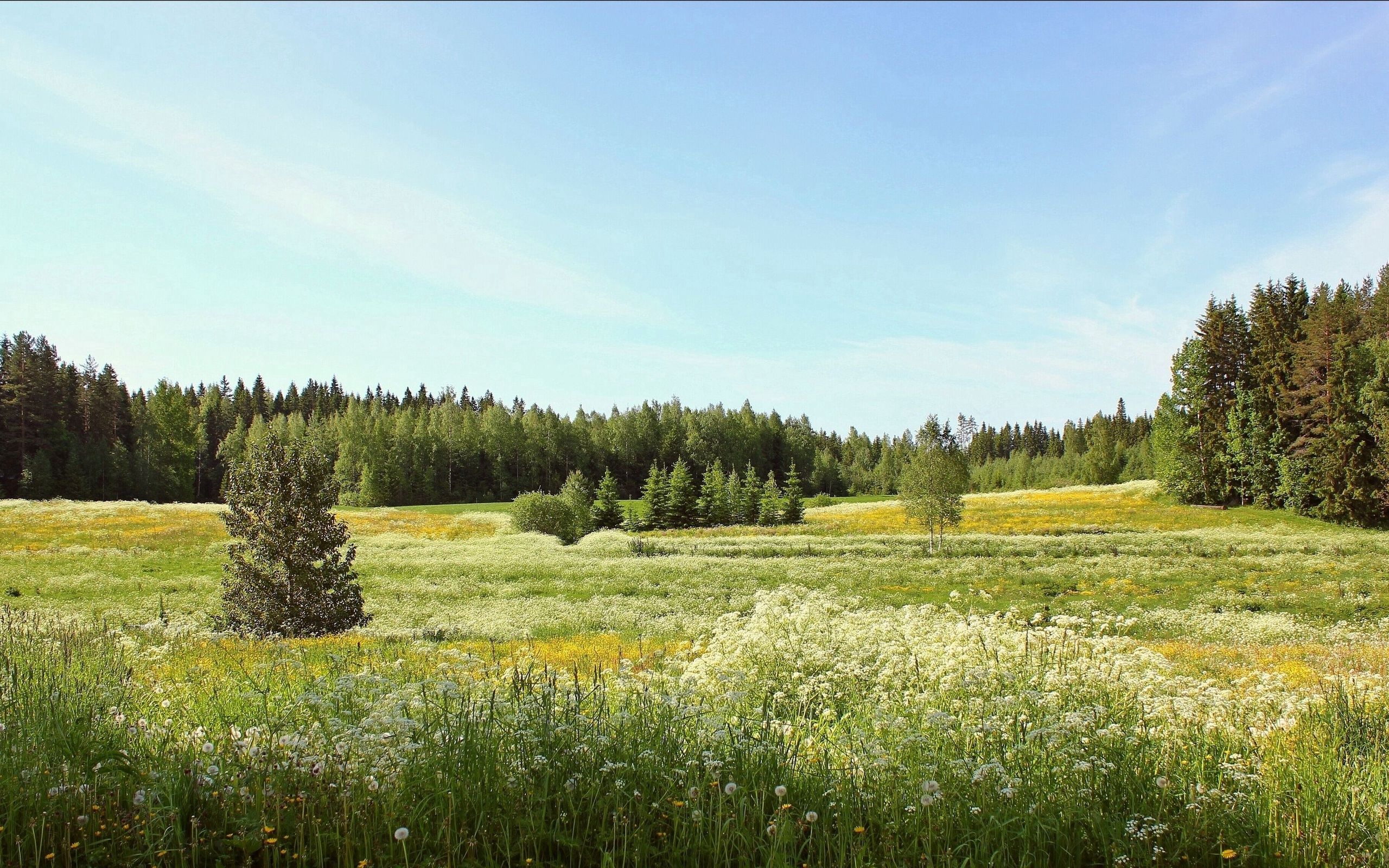 dandelions, nature, flowers, sky, summer, field, ate, june 2160p