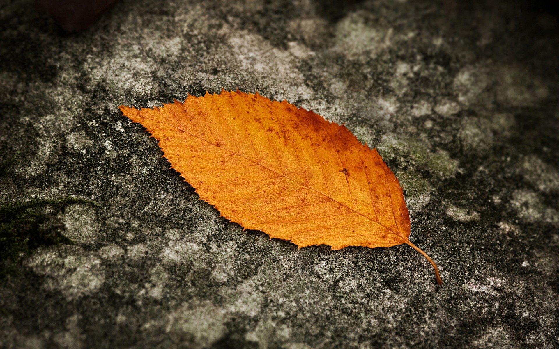 Download mobile wallpaper Land, Leaf, Sheet, Nature, Autumn, Grey, Background, Earth for free.