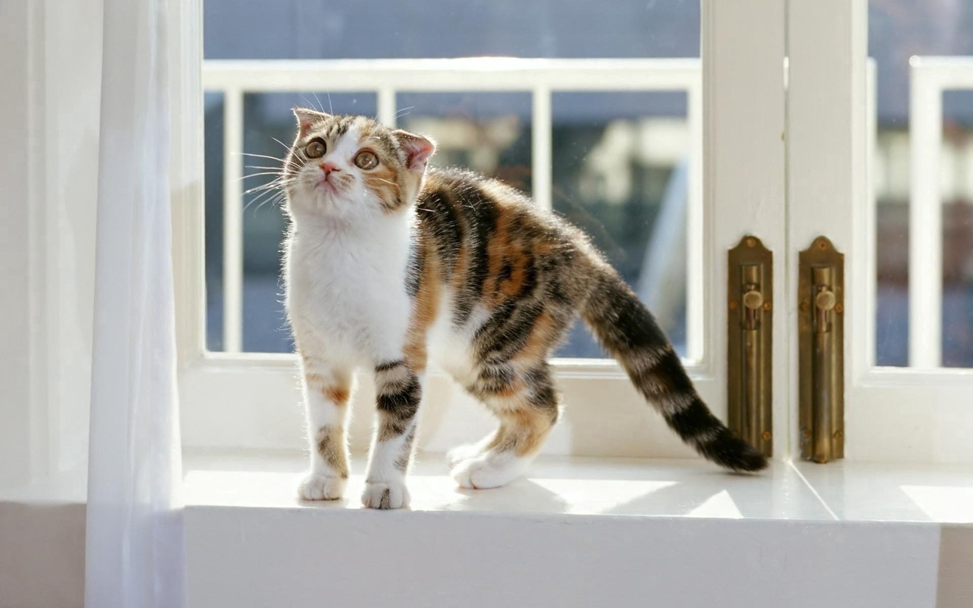 131321壁紙のダウンロード動物, キティ, 子猫, 縞模様, ストライプ, 注意, 窓枠, 窓辺, マインドフルネス-スクリーンセーバーと写真を無料で