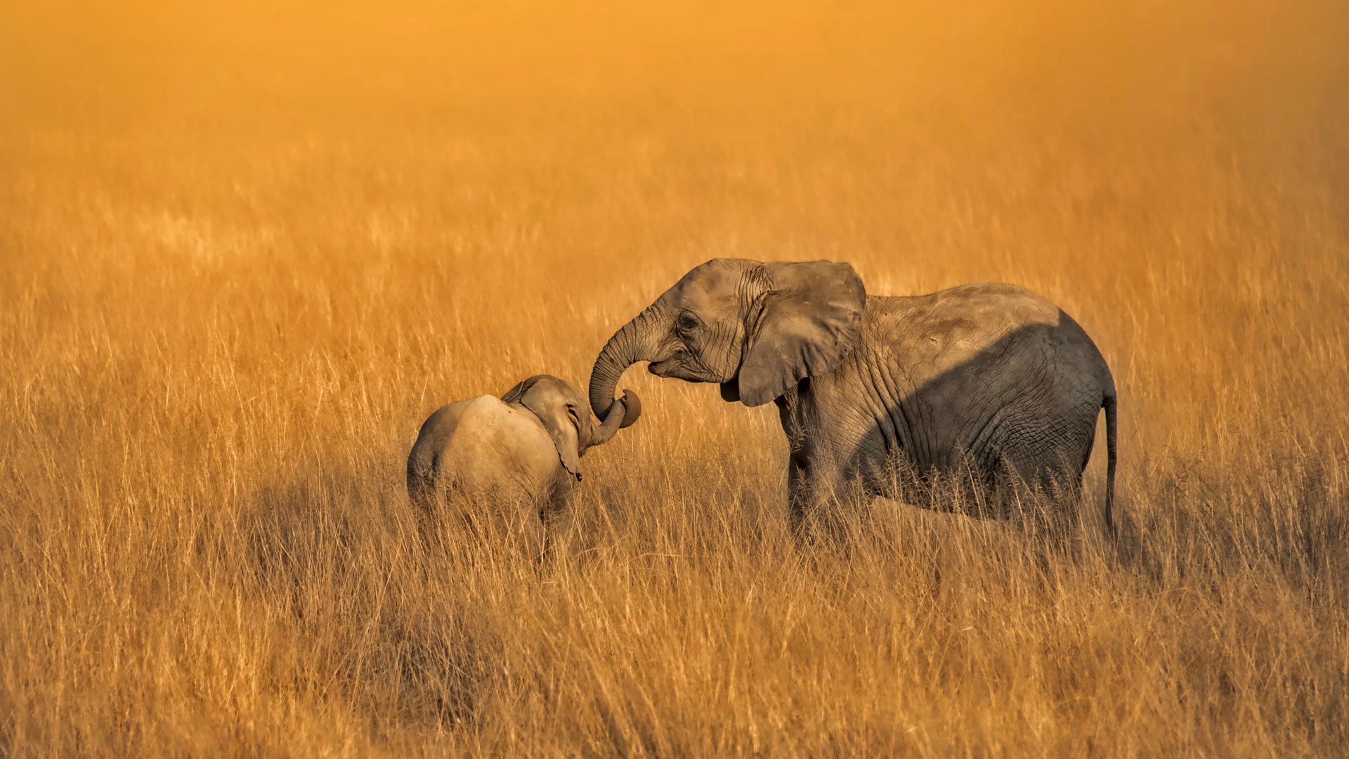 無料モバイル壁紙動物, アフリカ, アフリカゾウ, 赤ちゃん動物, ゾウをダウンロードします。