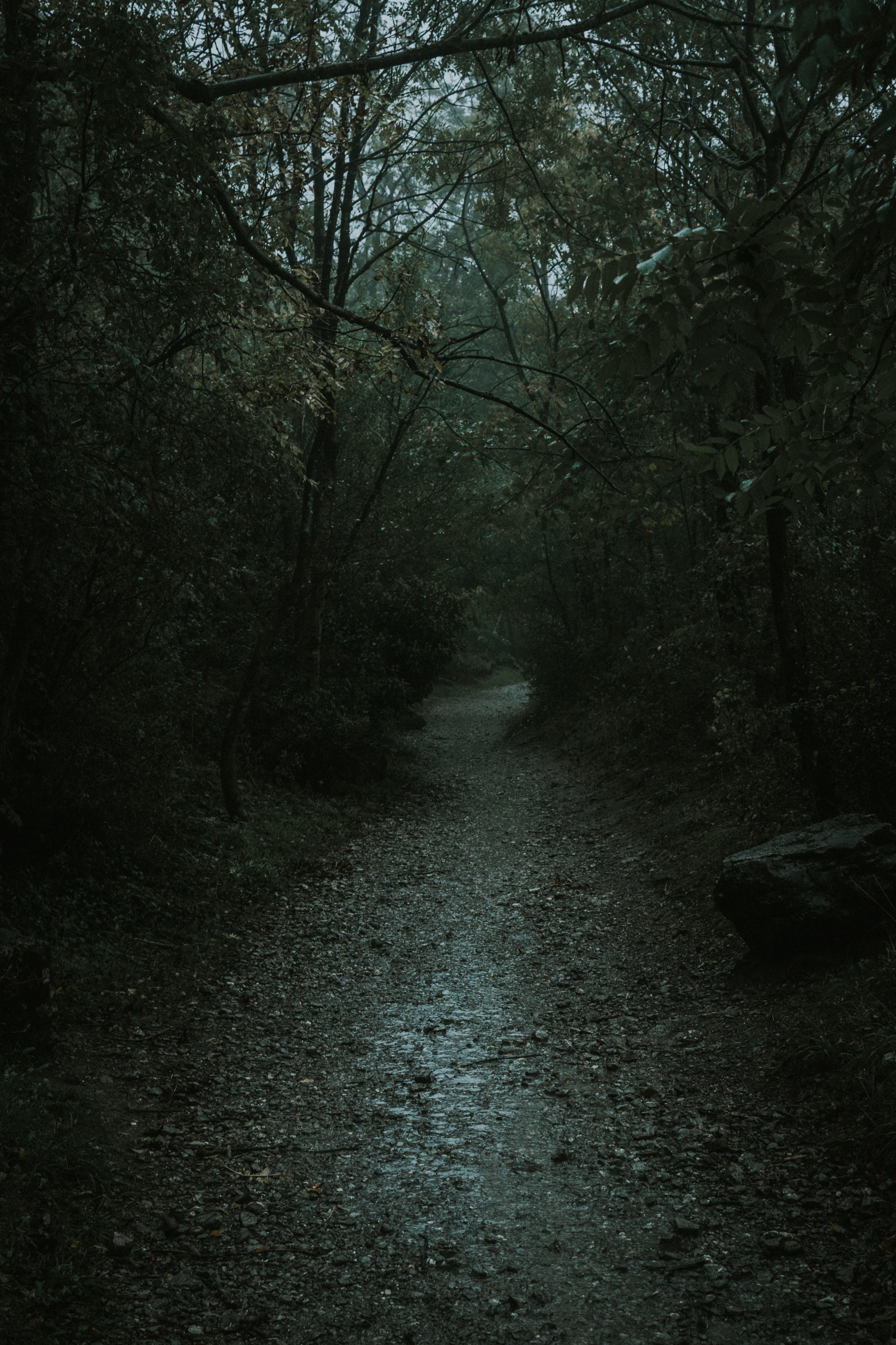 path, nature, dark, forest, gloomy cellphone